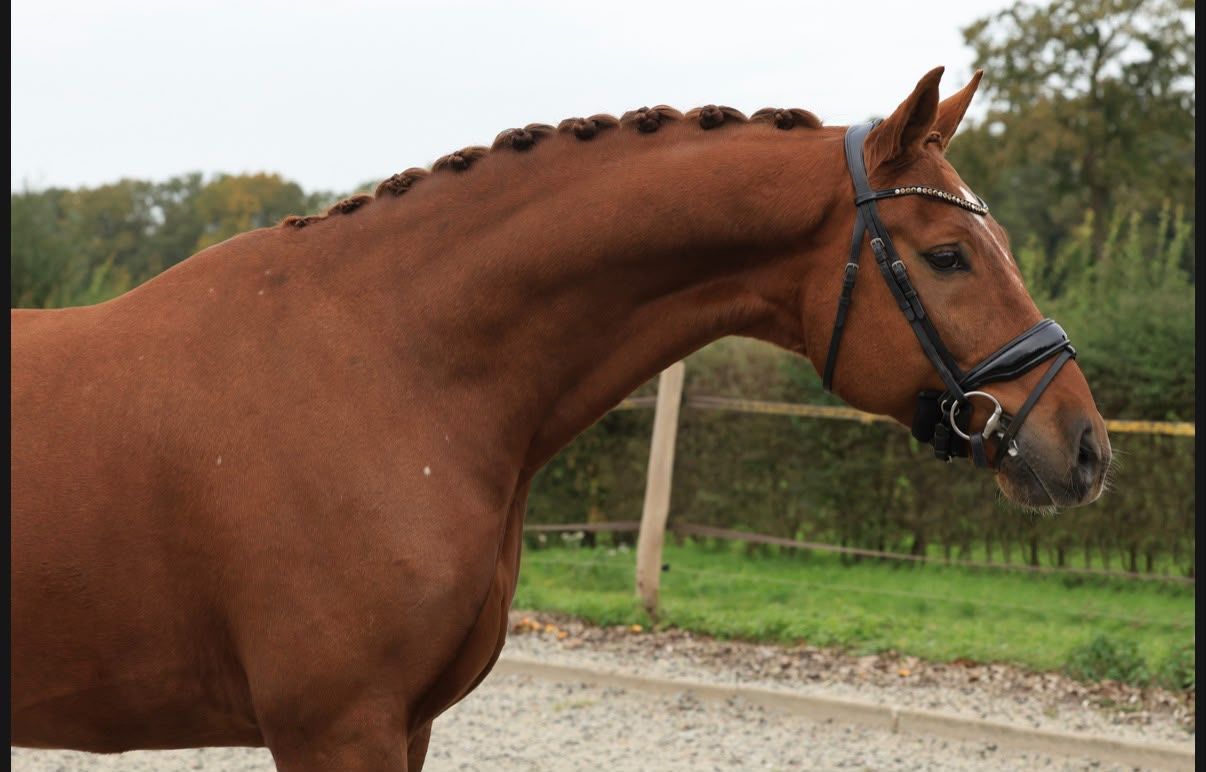 kwpn dressuurpaard ruin 6 years old vos for sale - Photo 6