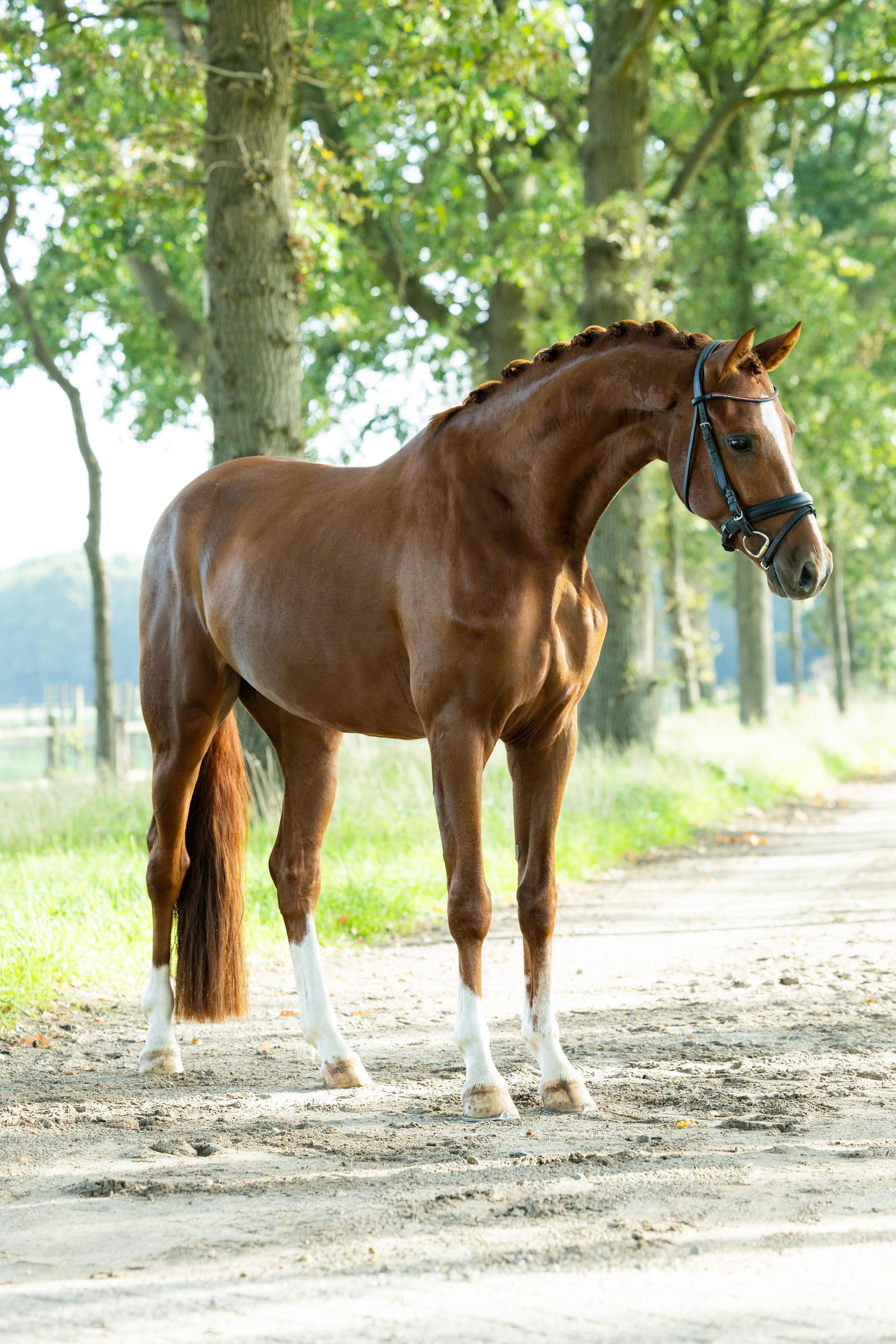 kwpn dressuurpaard ruin 4 år vos till salu - Foto 3