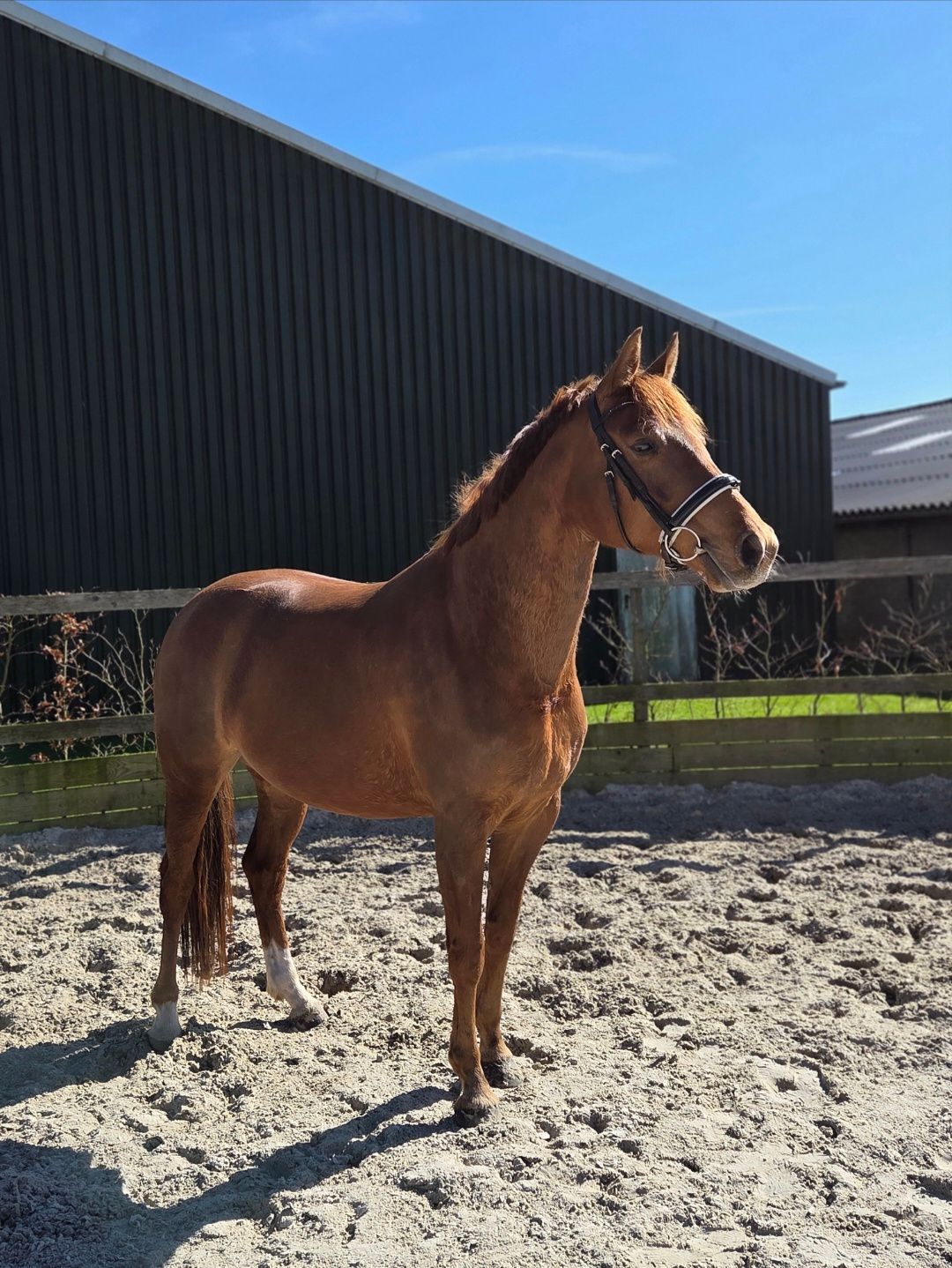 Ruby Red, Merrie, 5 jaar