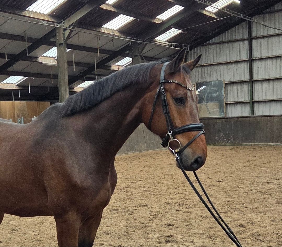 kwpn allrounder ruin 6 jaar bruin te koop - Foto 2