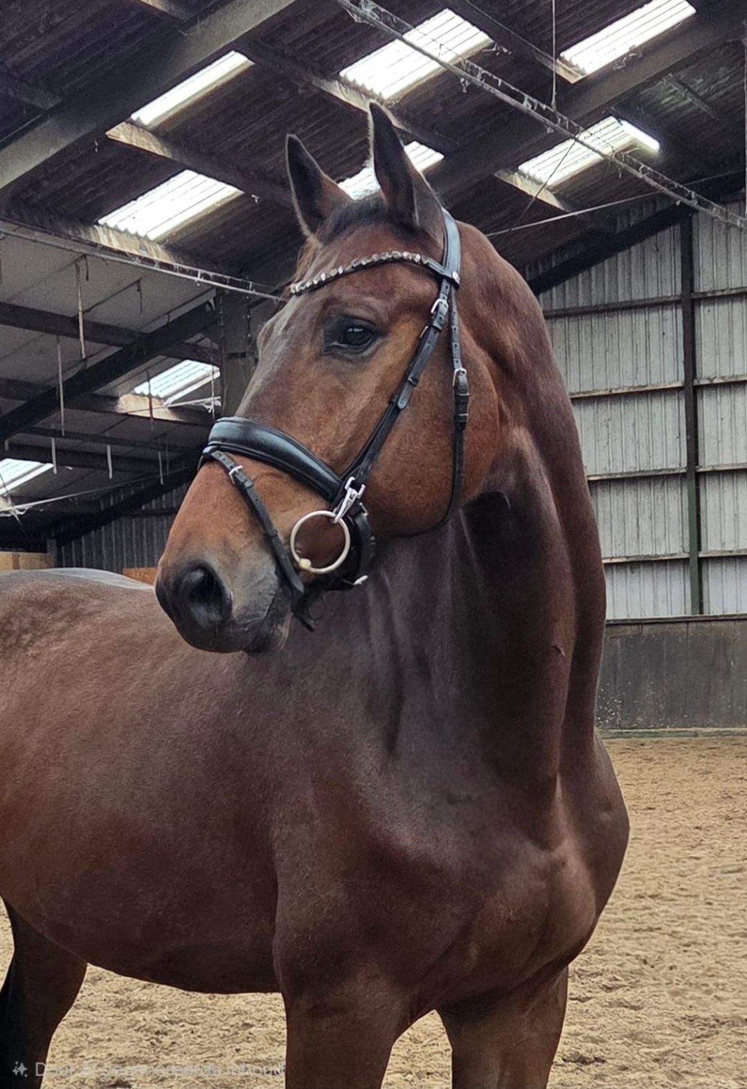 kwpn allrounder ruin 6 jaar bruin te koop - Foto 3