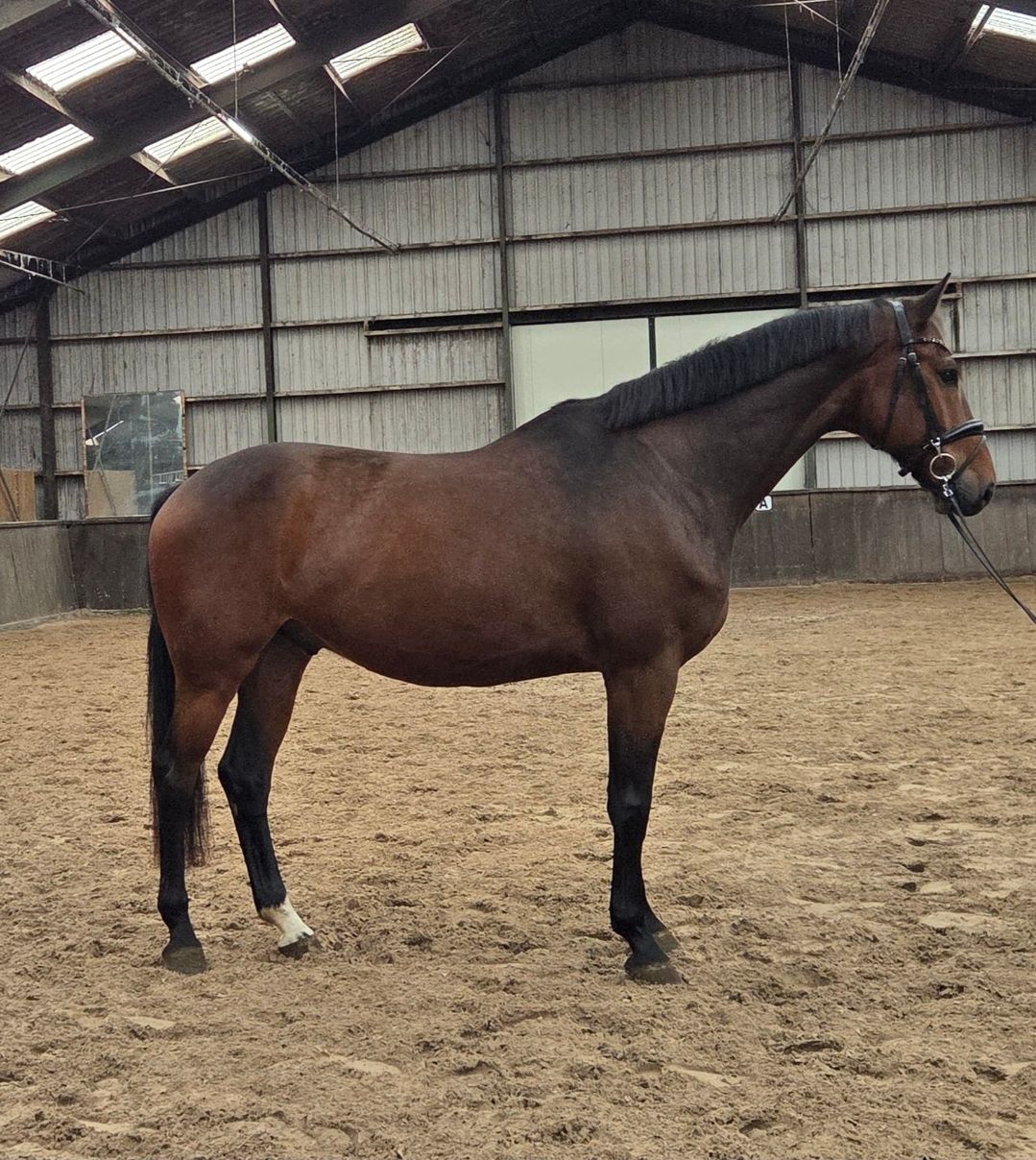 Leuke 6 jarige ruin v. Comthago