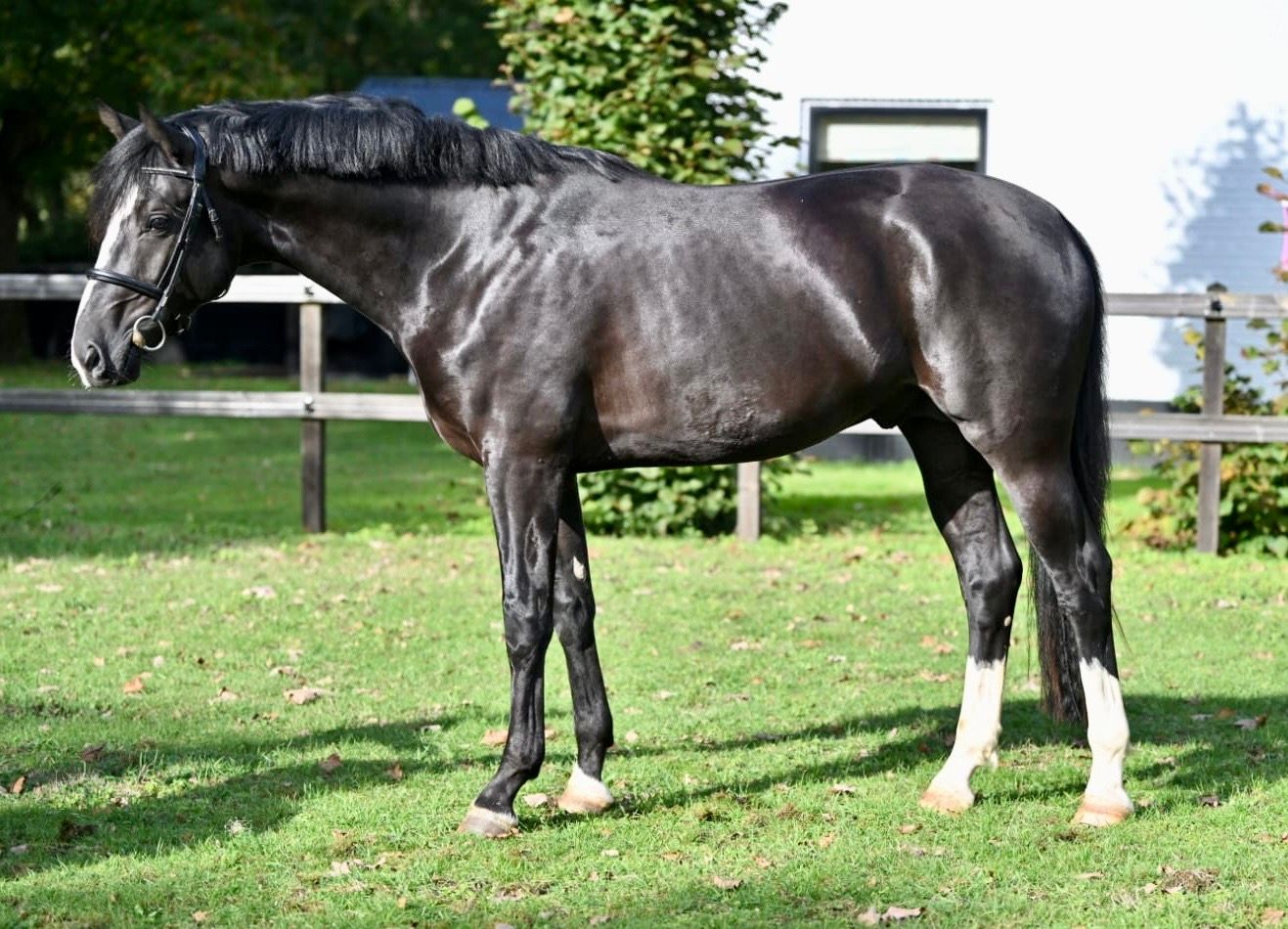 kwpn allrounder hengst 3 years old zwart for sale - Photo 3