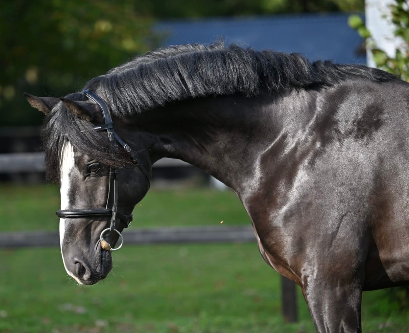 kwpn allrounder hengst 3 years old zwart for sale - Photo 2