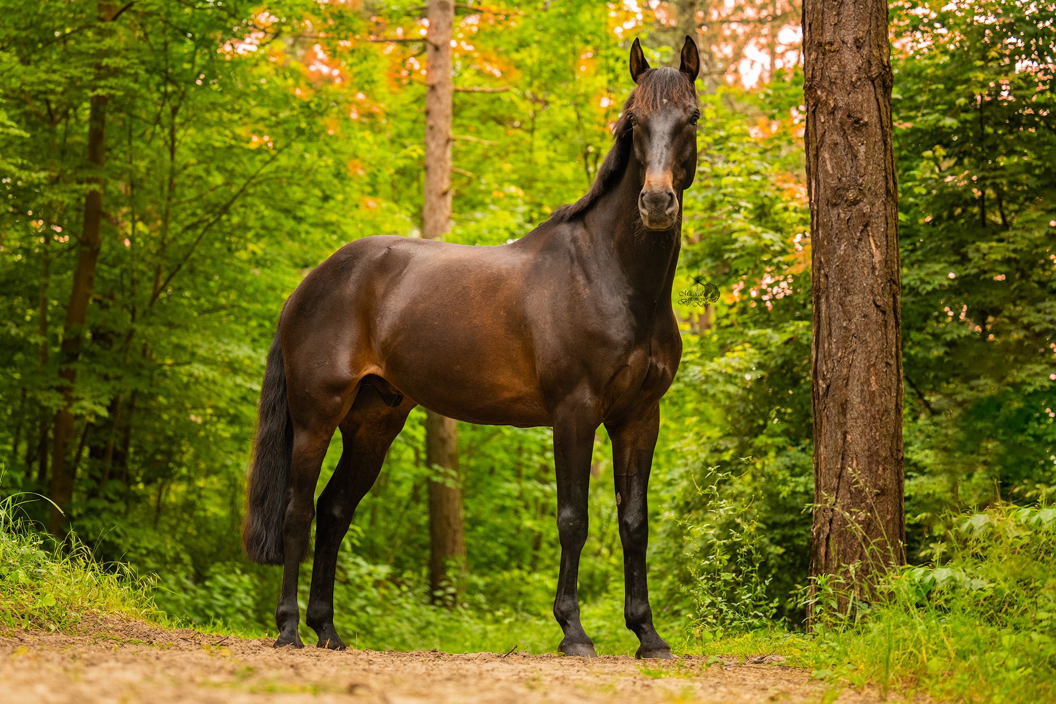 Reliable all-rounder gelding