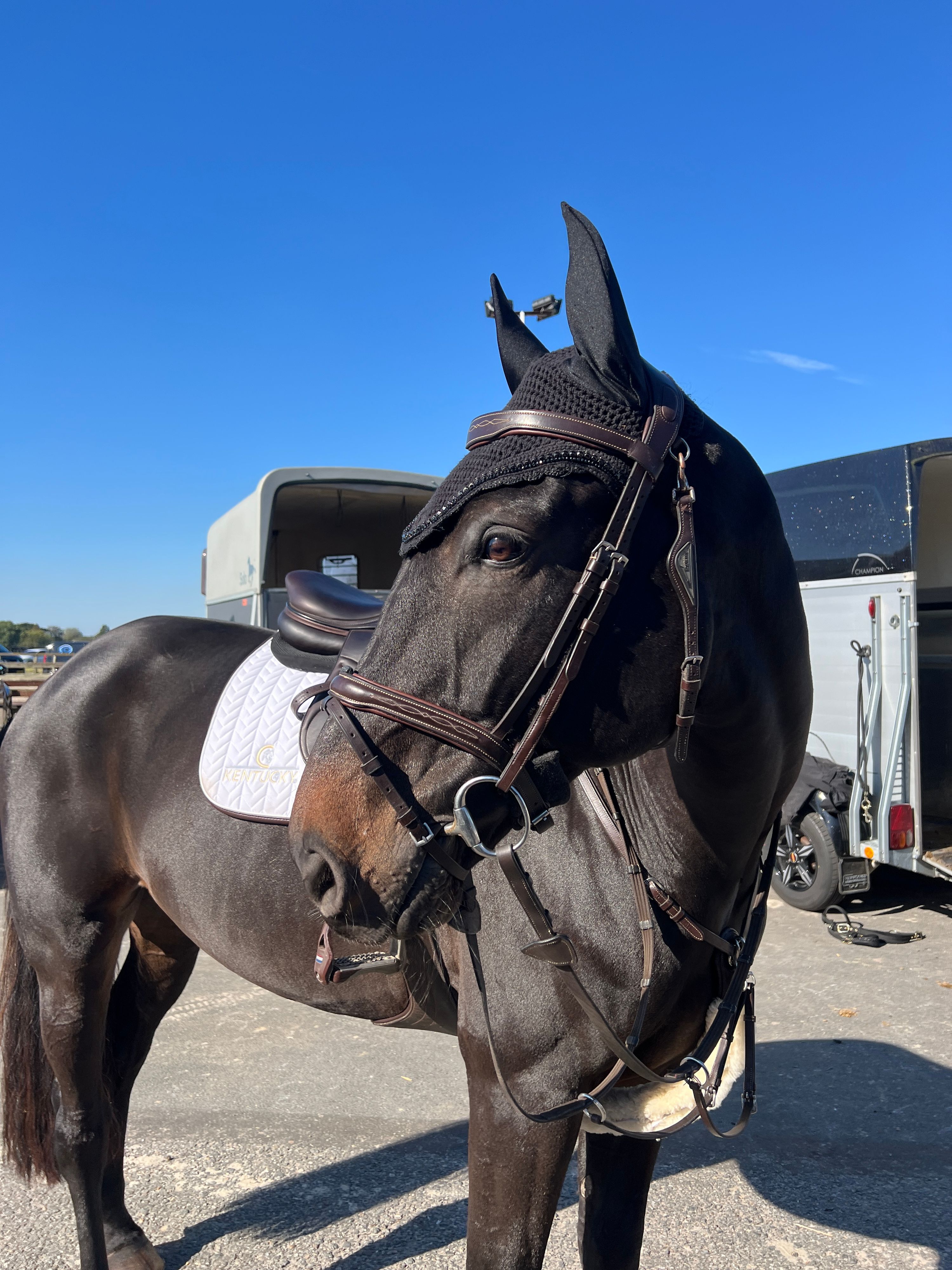 zangersheide allrounder ruin 11 years old donkerbruin for sale - Photo 2