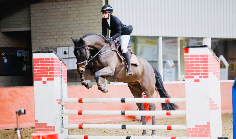 zangersheide allrounder ruin 11 years old donkerbruin for sale - Photo 4