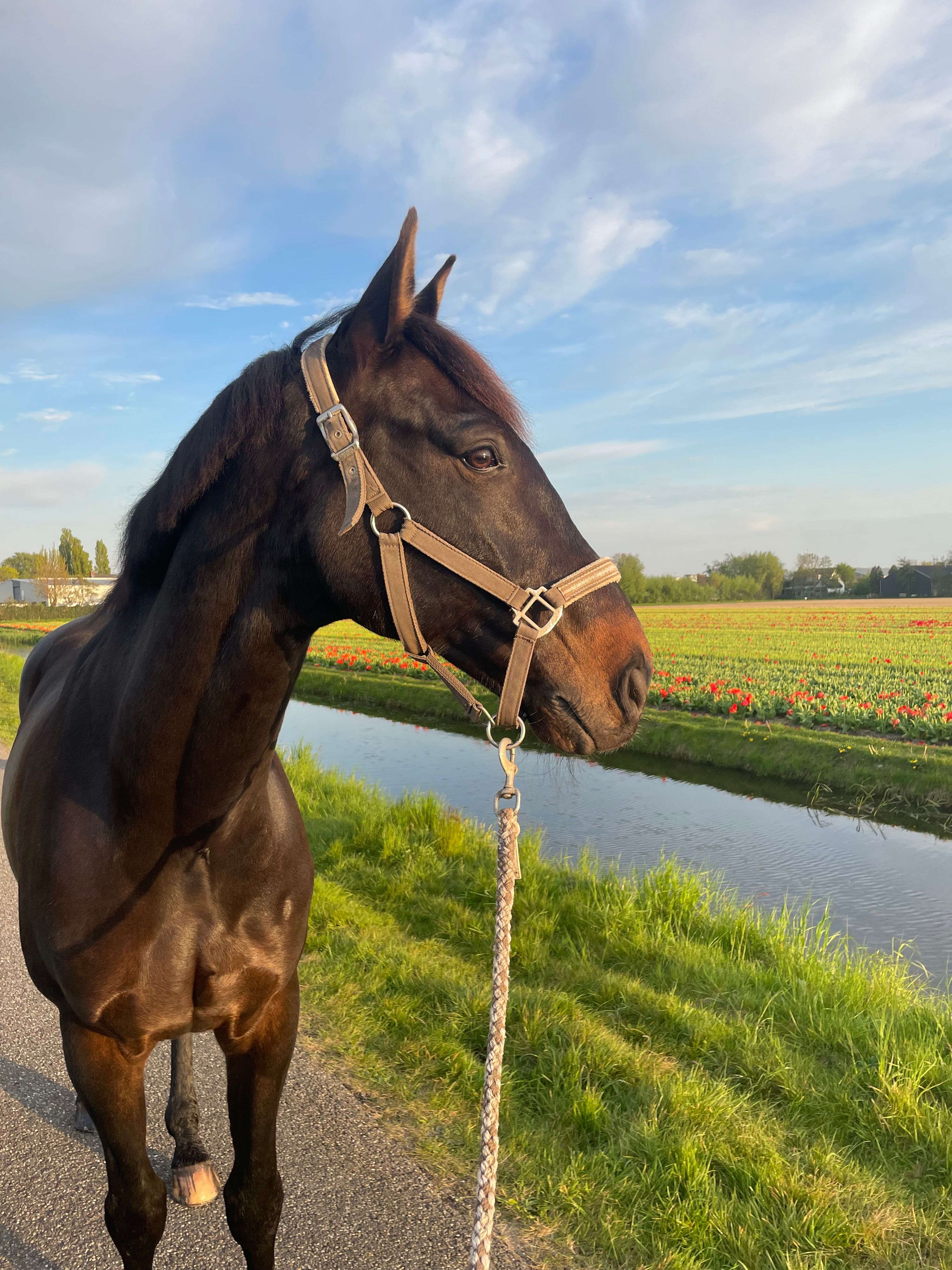 zangersheide allrounder ruin 11 years old donkerbruin for sale - Photo 5