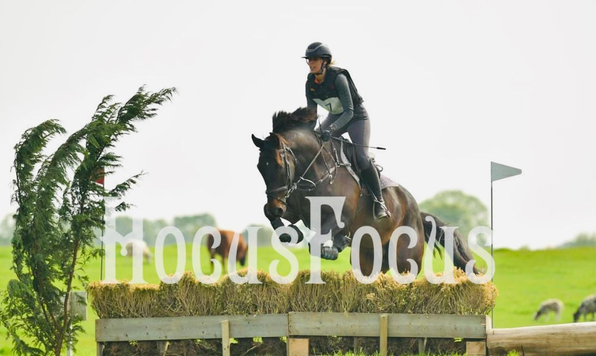 zangersheide allrounder ruin 11 years old donkerbruin for sale - Photo 3