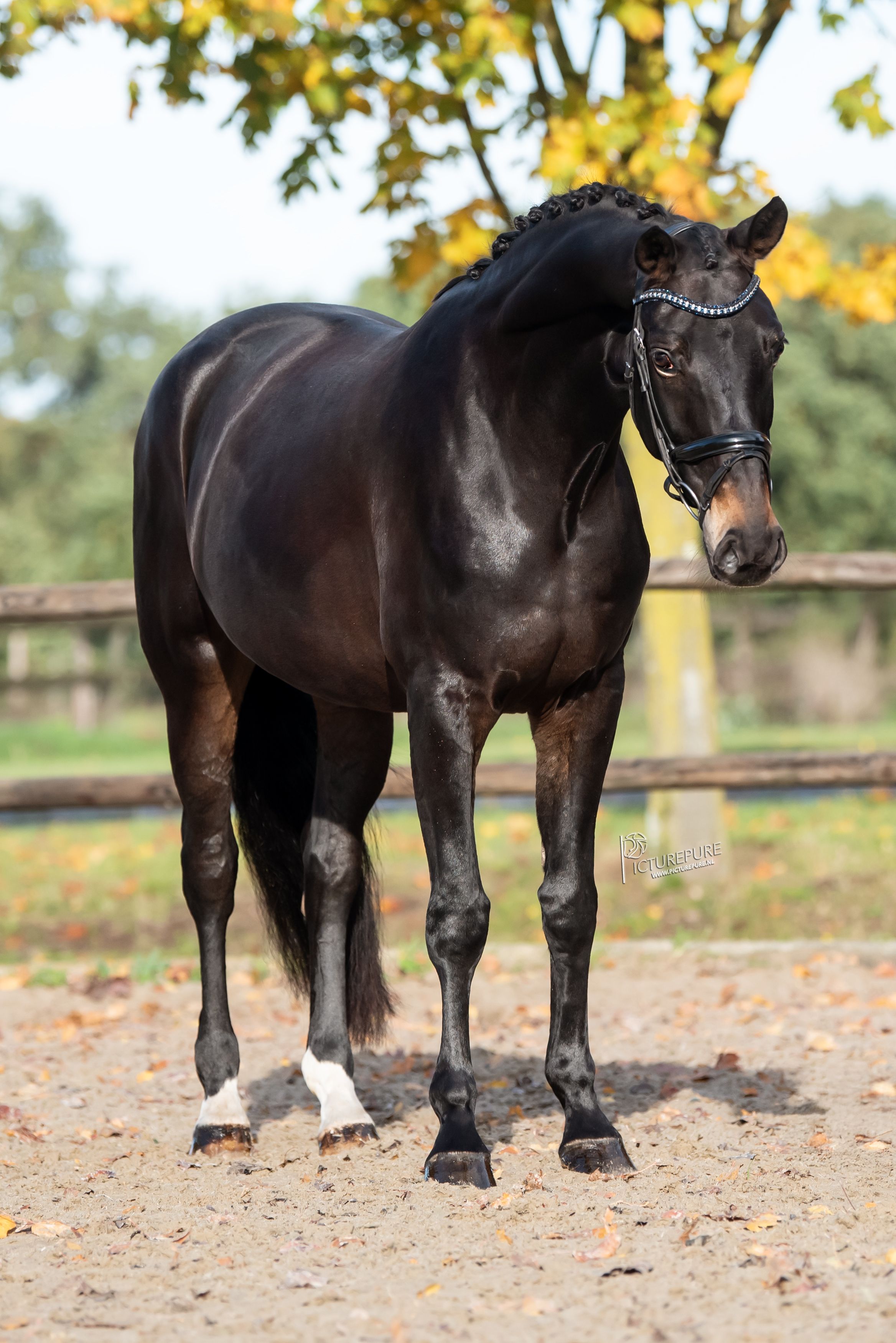 bwp dressuurpaard merrie 7 år bruin till salu - Foto 5