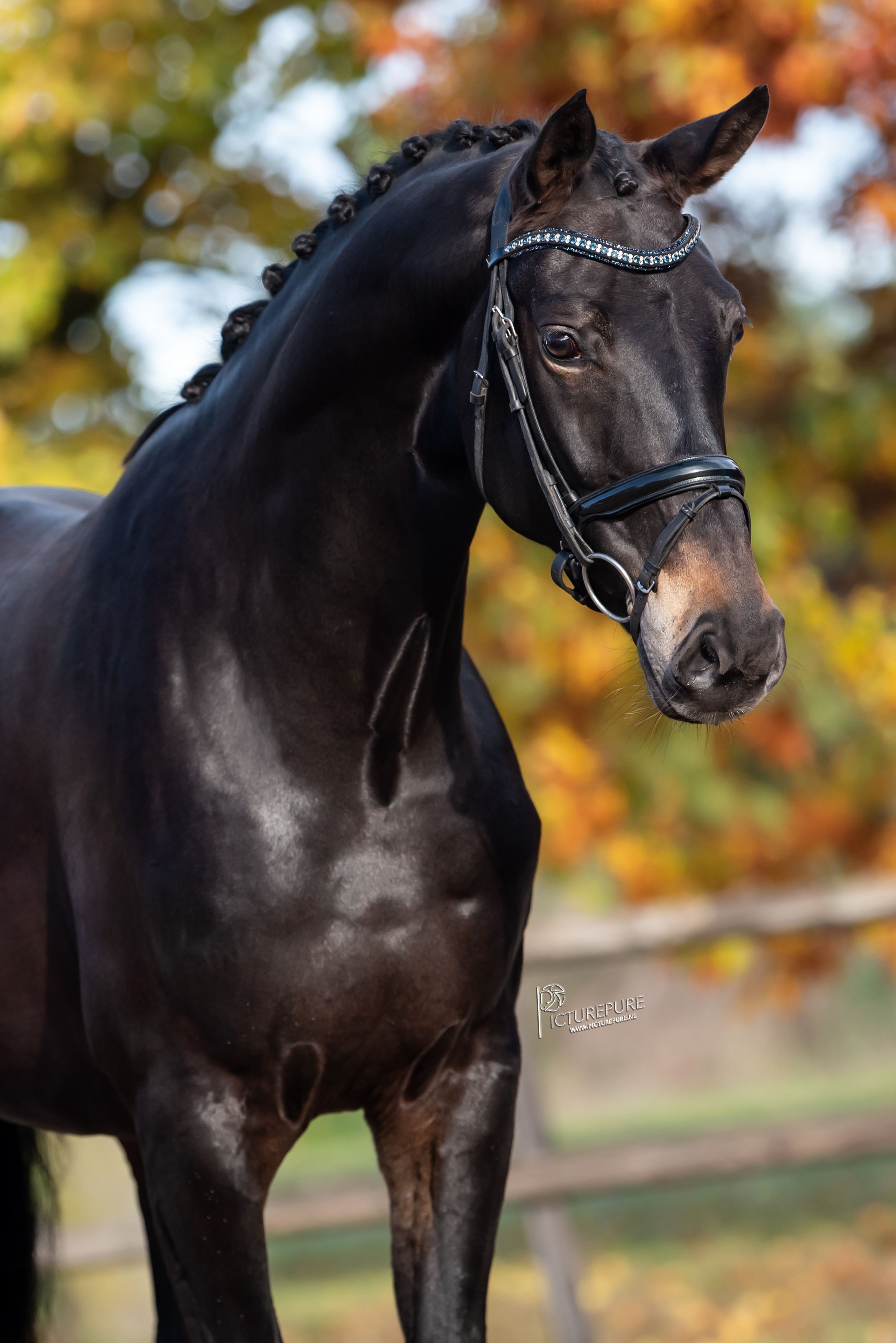 bwp dressuurpaard merrie 7 år bruin till salu - Foto 4