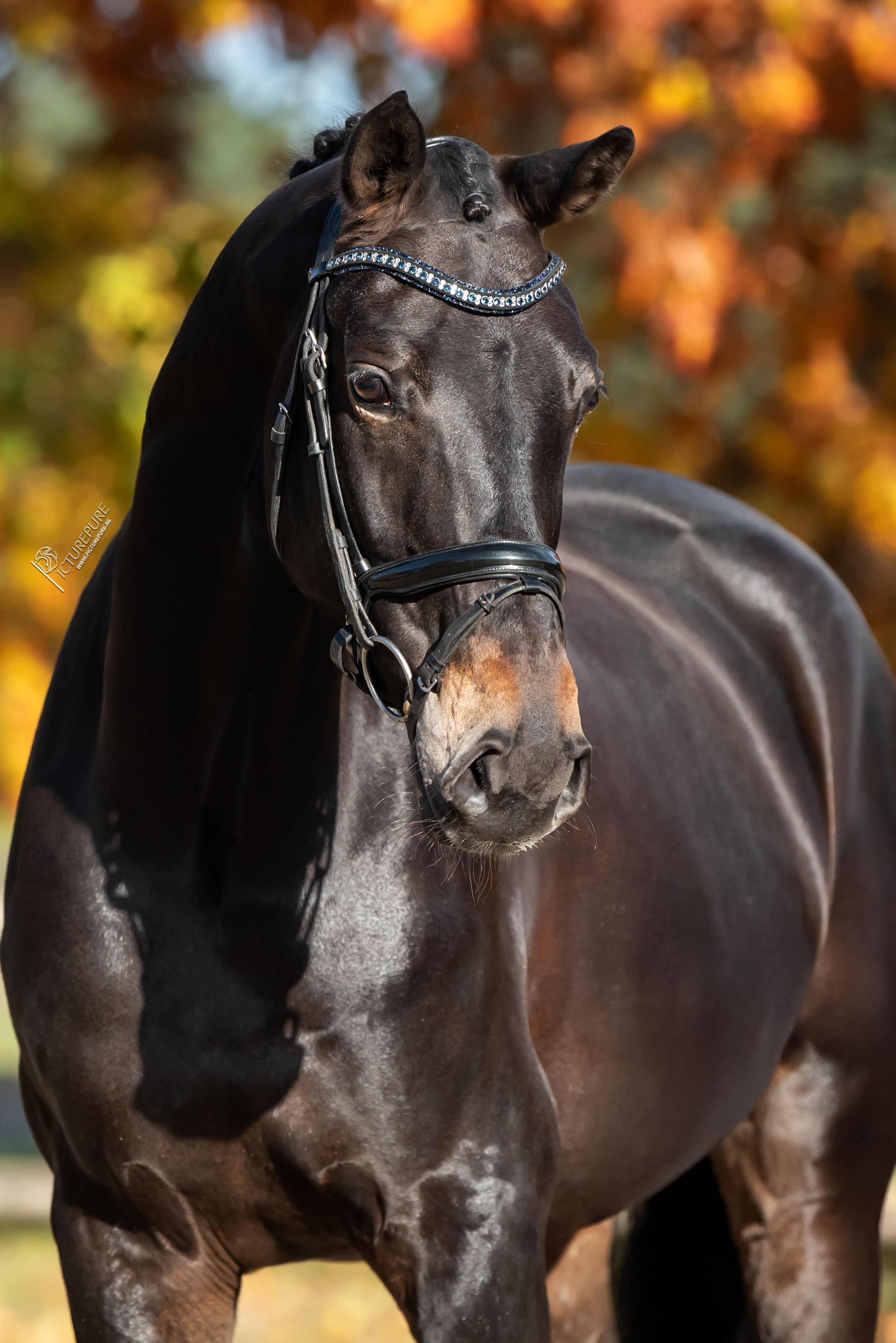 bwp dressuurpaard merrie 7 år bruin till salu - Foto 3