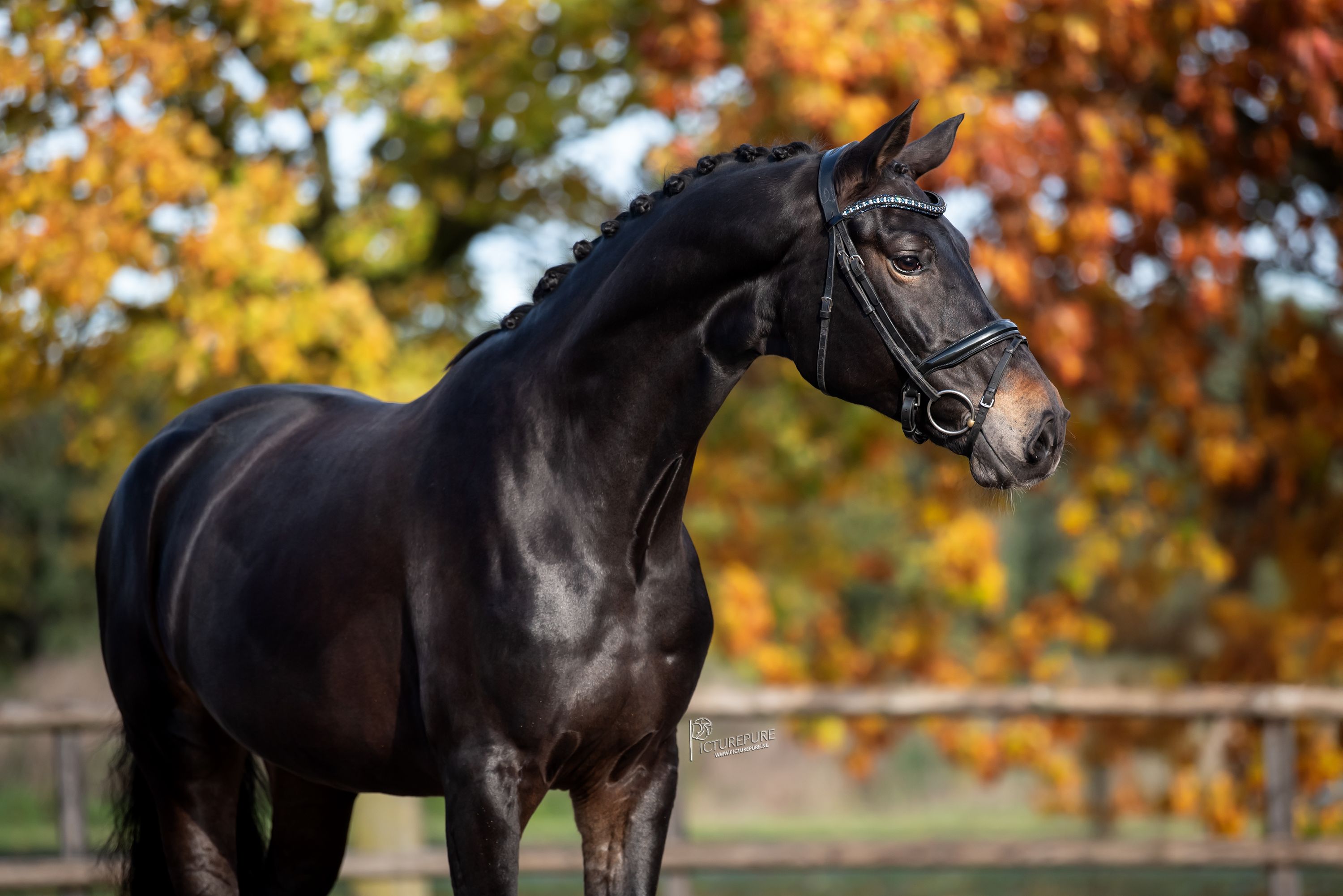 bwp dressuurpaard merrie 7 år bruin till salu - Foto 2