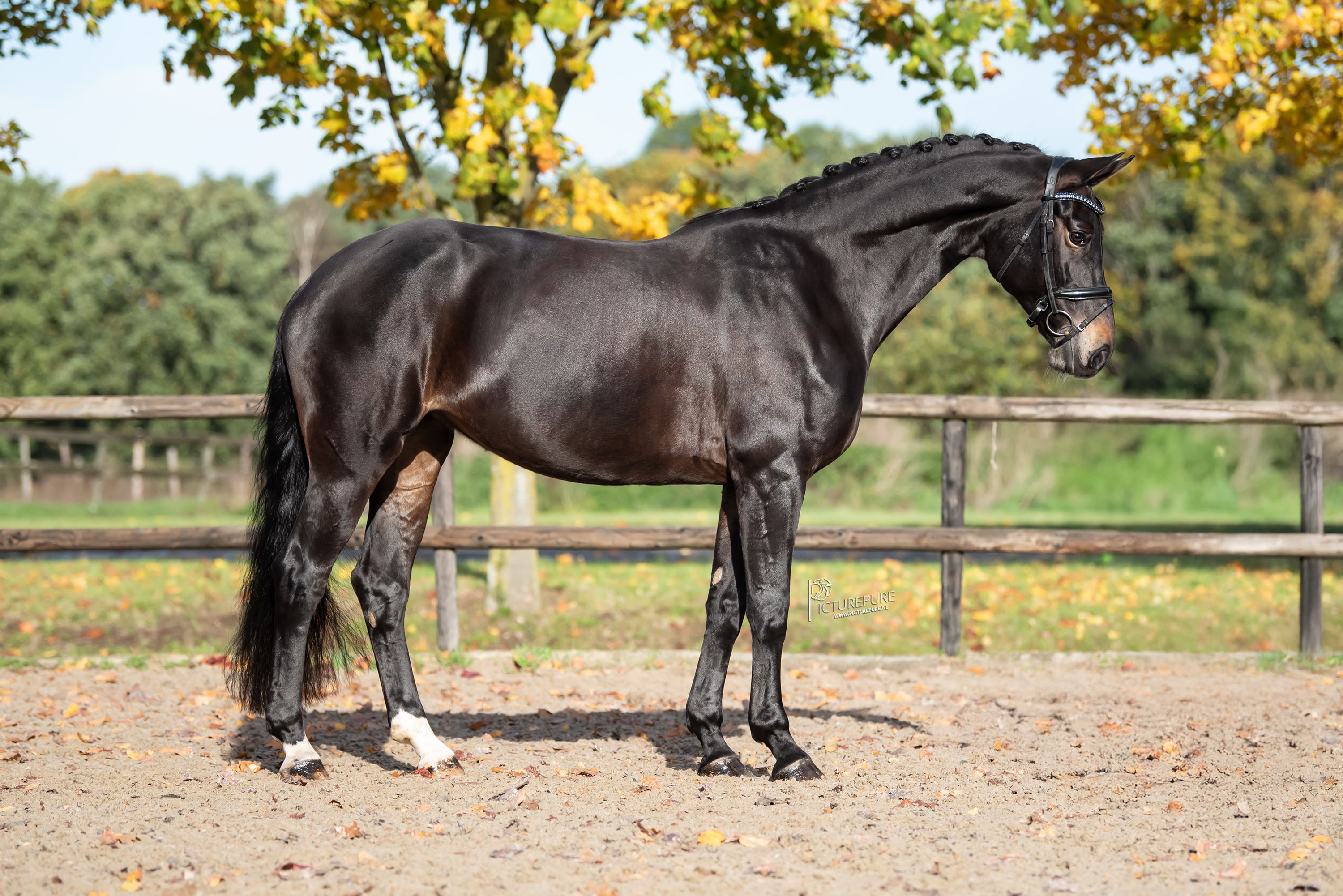bwp dressuurpaard merrie 7 år bruin till salu - Foto 6