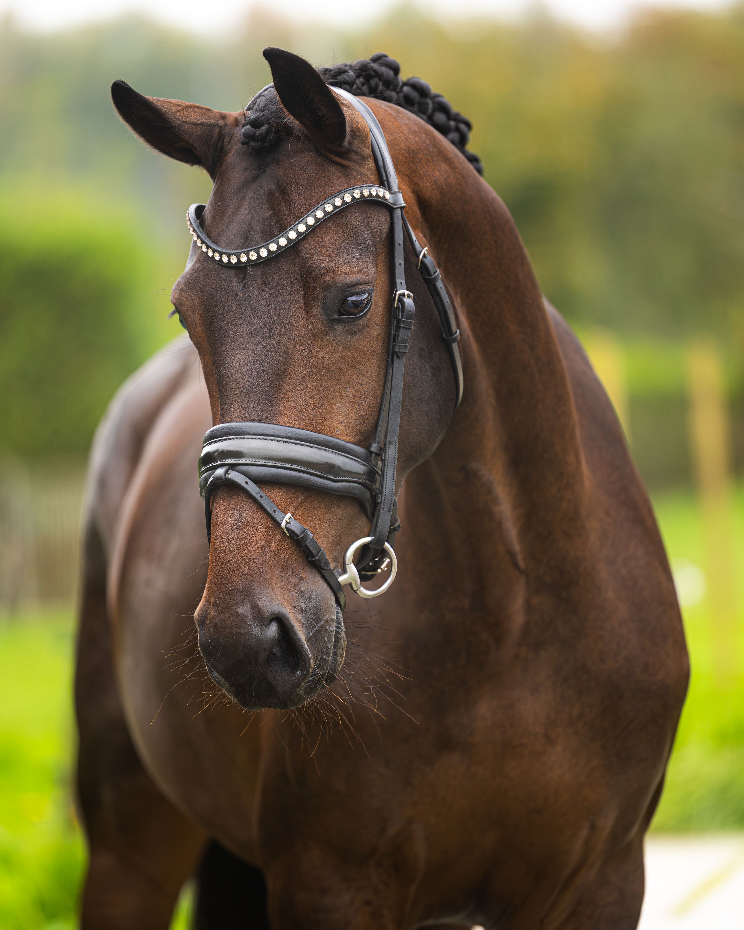 4 jarige merrie v. Glamourdale