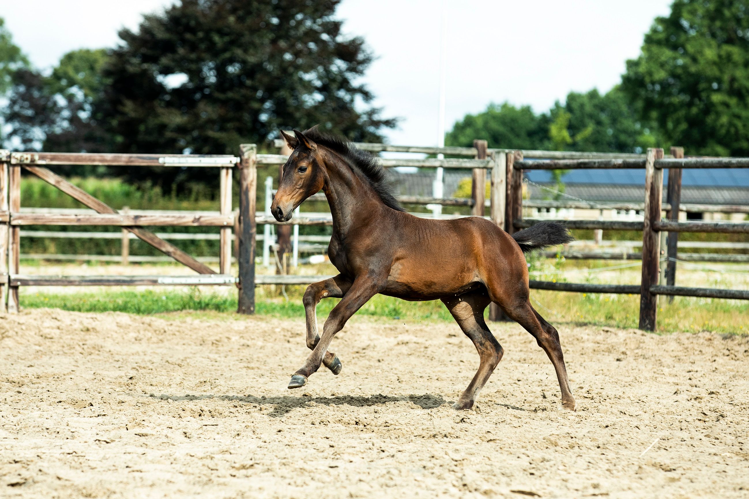 kwpn dressuurpaard merrie 4 jaar donkerbruin te koop - Foto 4