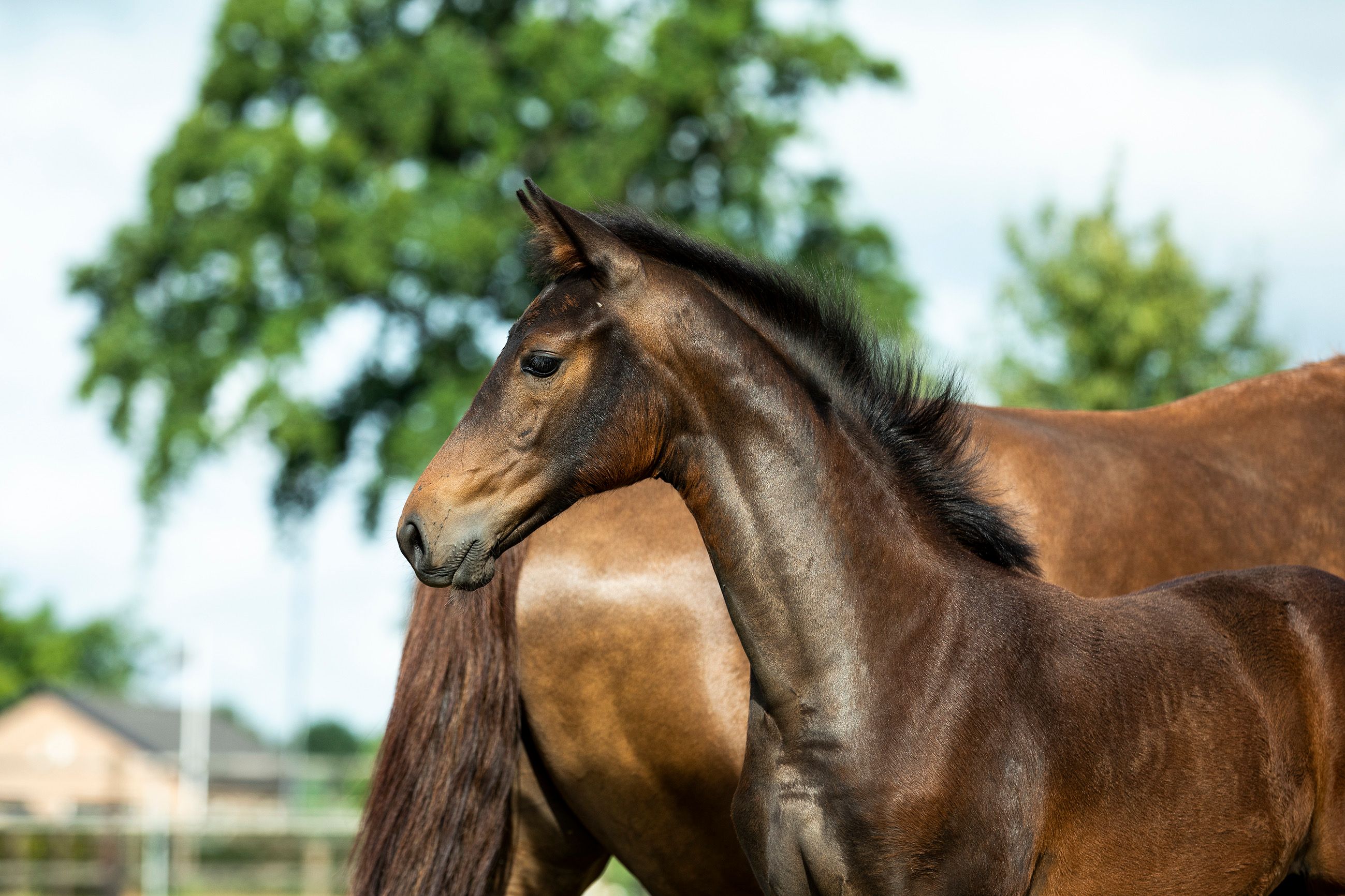 kwpn dressuurpaard merrie 4 jaar donkerbruin te koop - Foto 5