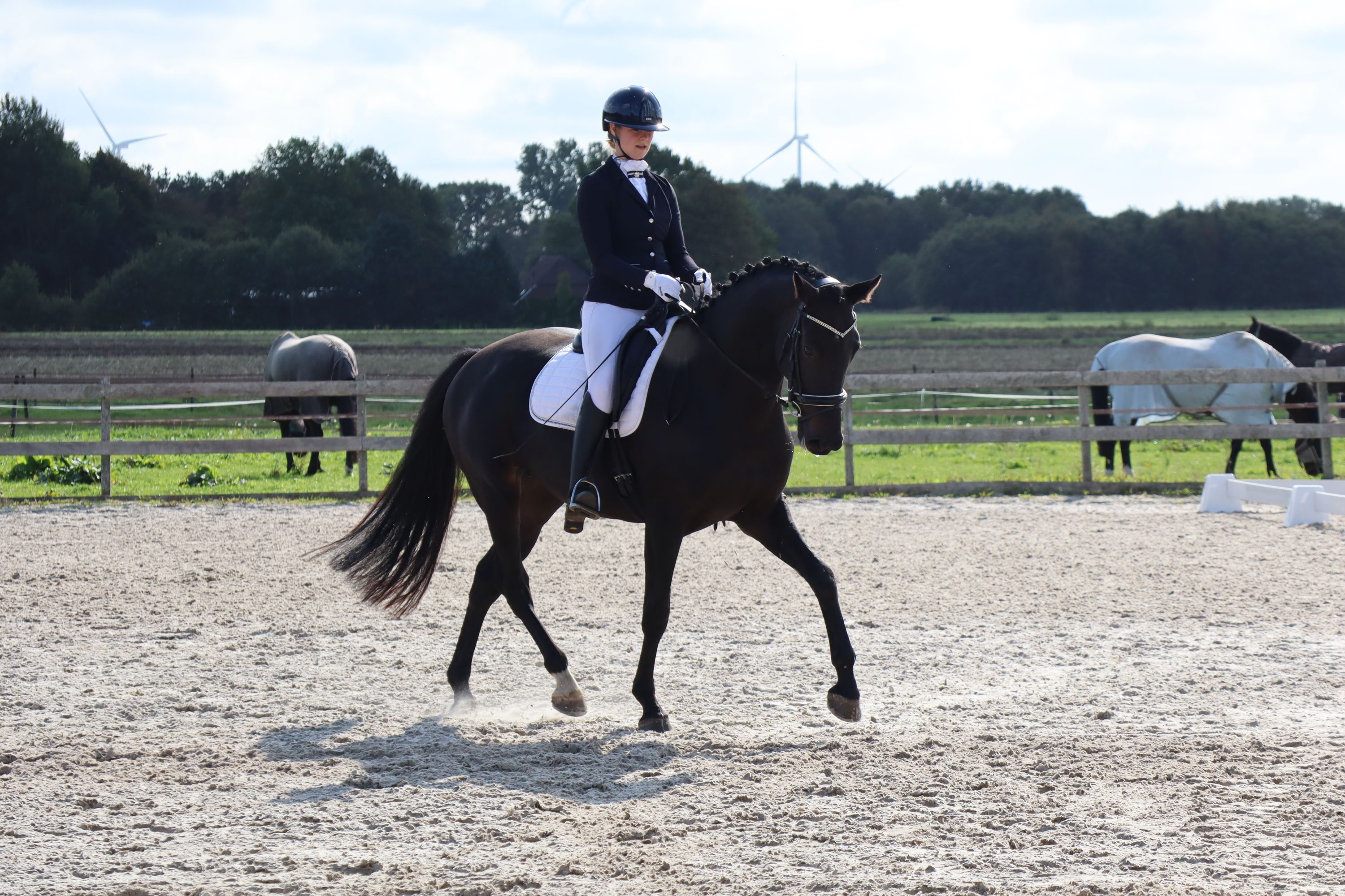 Beautiful, promising dressage mare