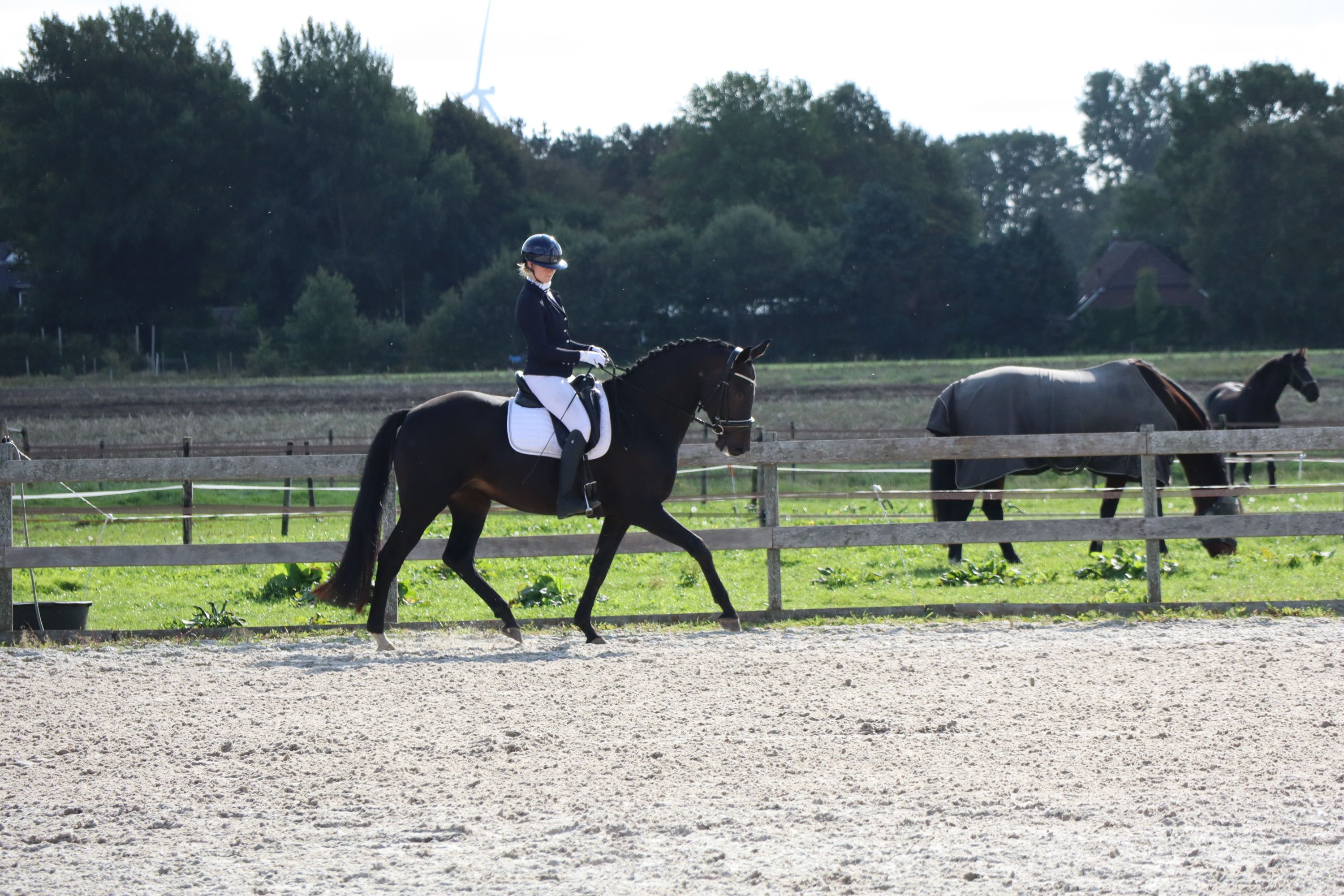 kwpn dressuurpaard merrie 6 years old zwart for sale - Photo 2