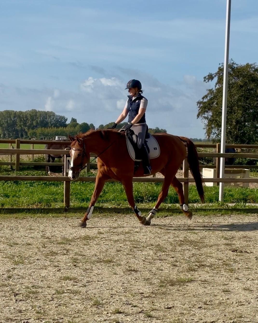 kwpn dressuurpaard merrie 13 years old vos for sale - Photo 3