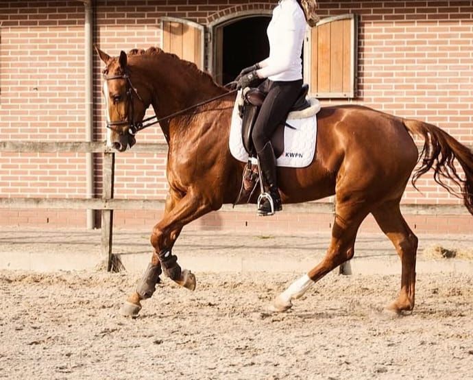 kwpn dressuurpaard merrie 13 years old vos for sale - Photo 2