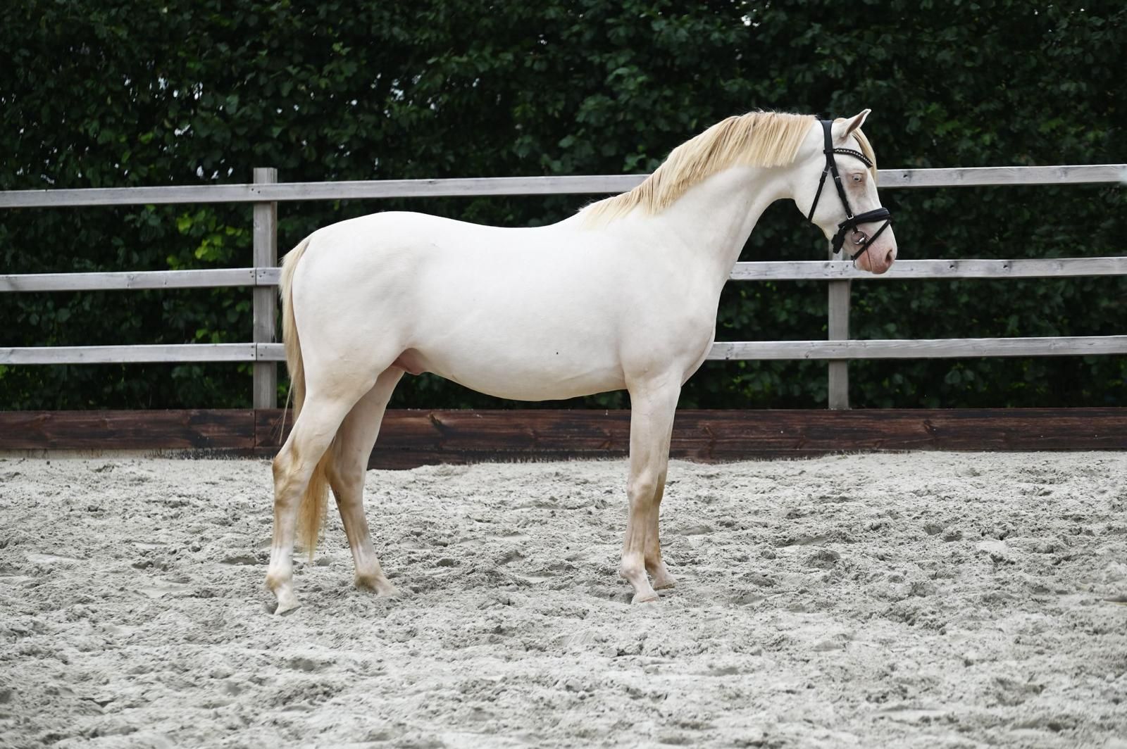 welsh dressuurpony ruin 3 lat andere-kleur na sprzedaż - Zdjęcie 5