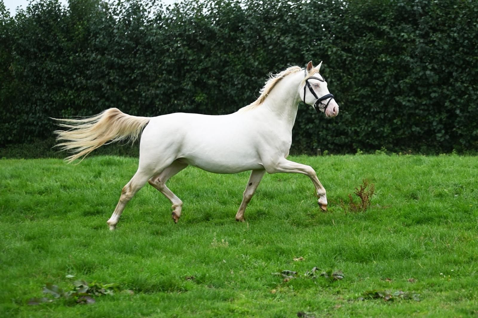 welsh dressuurpony ruin 3 lat andere-kleur na sprzedaż - Zdjęcie 4