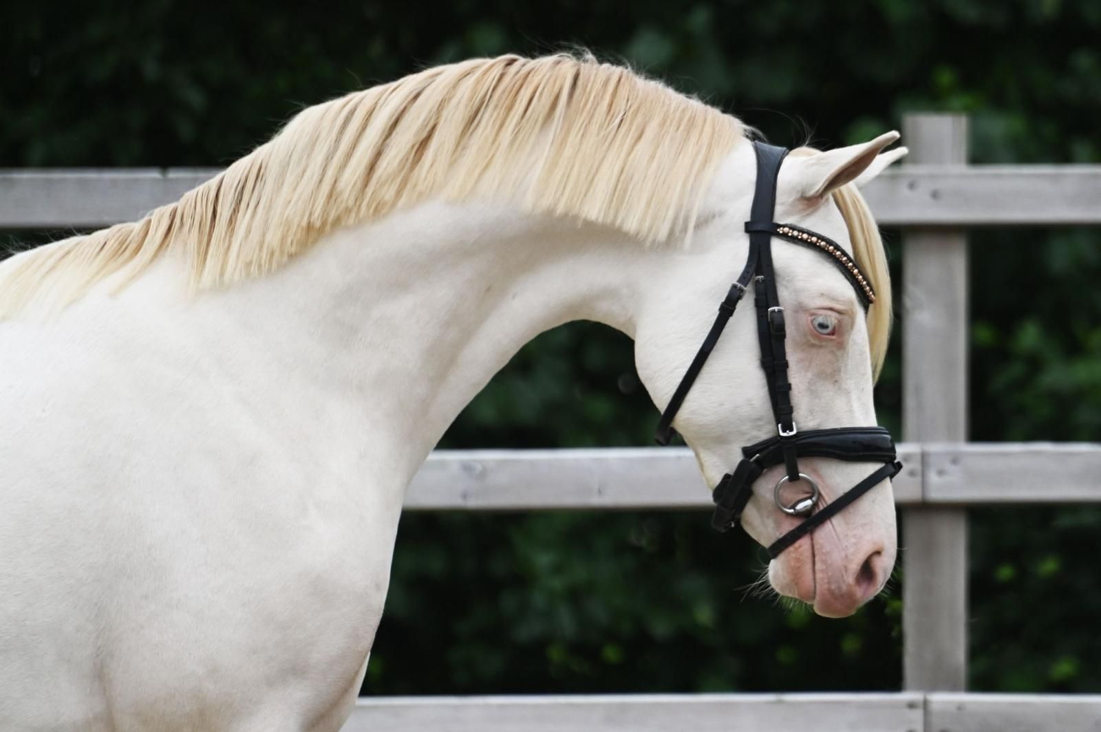 welsh dressuurpony ruin 3 lat andere-kleur na sprzedaż - Zdjęcie 2