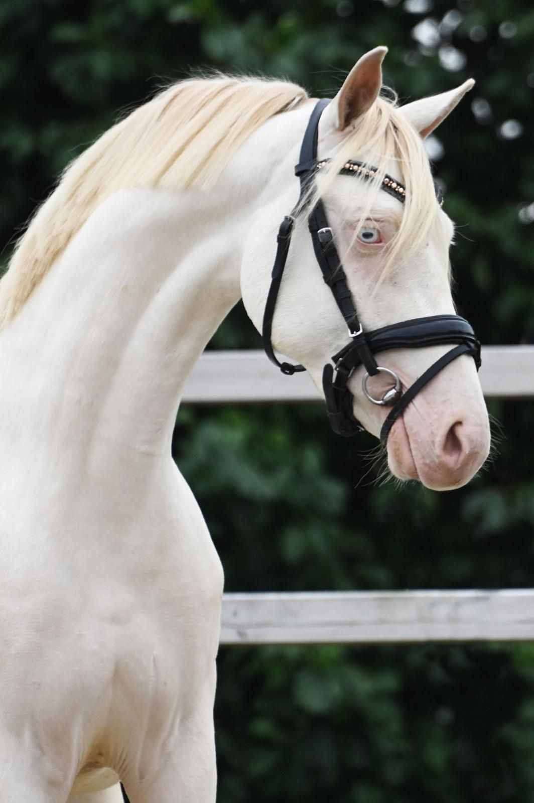 welsh dressuurpony ruin 3 lat andere-kleur na sprzedaż - Zdjęcie 3