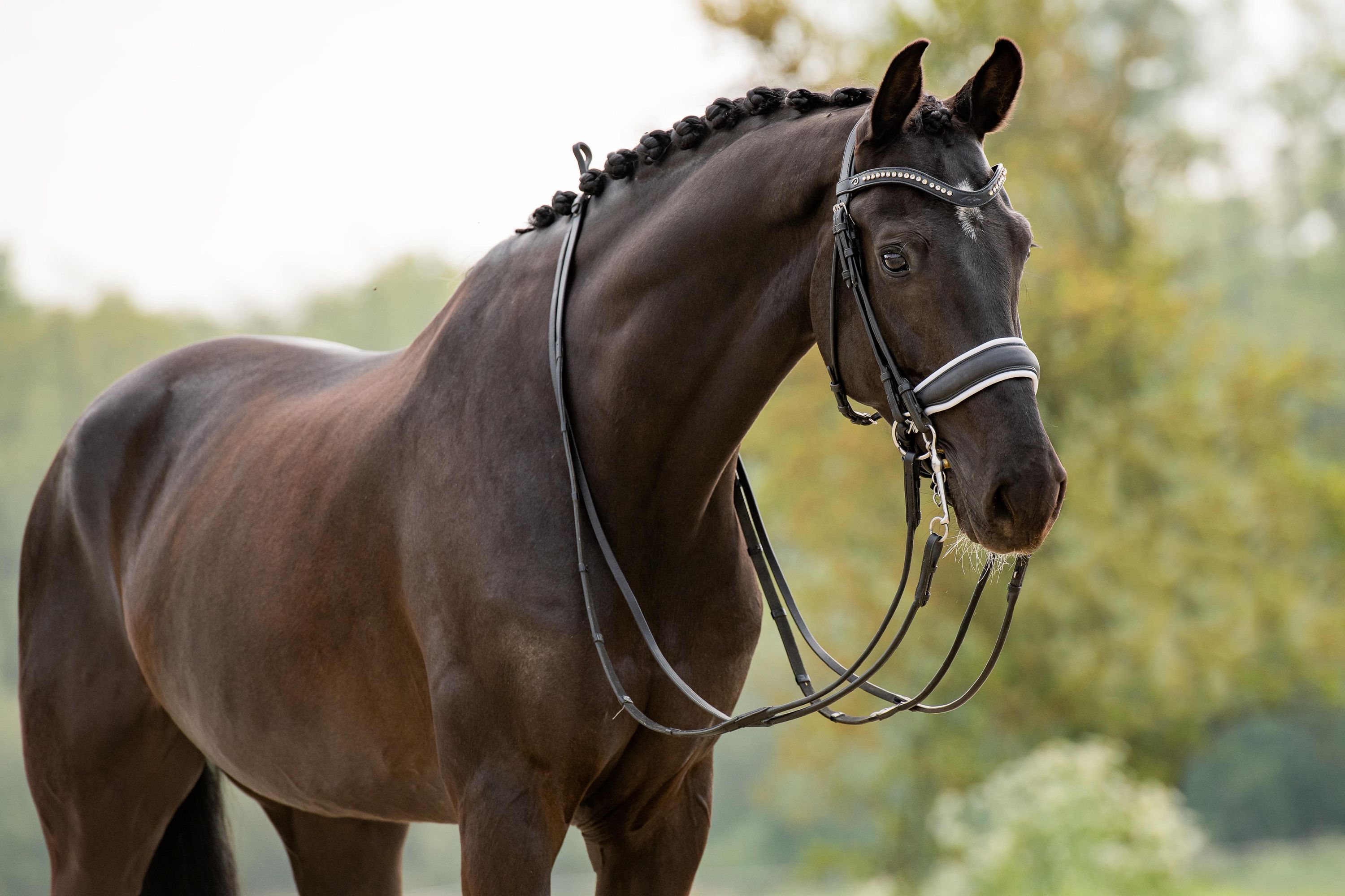 KWPN dressuurpaard ruin 12 years old zwart for sale - Photo 6