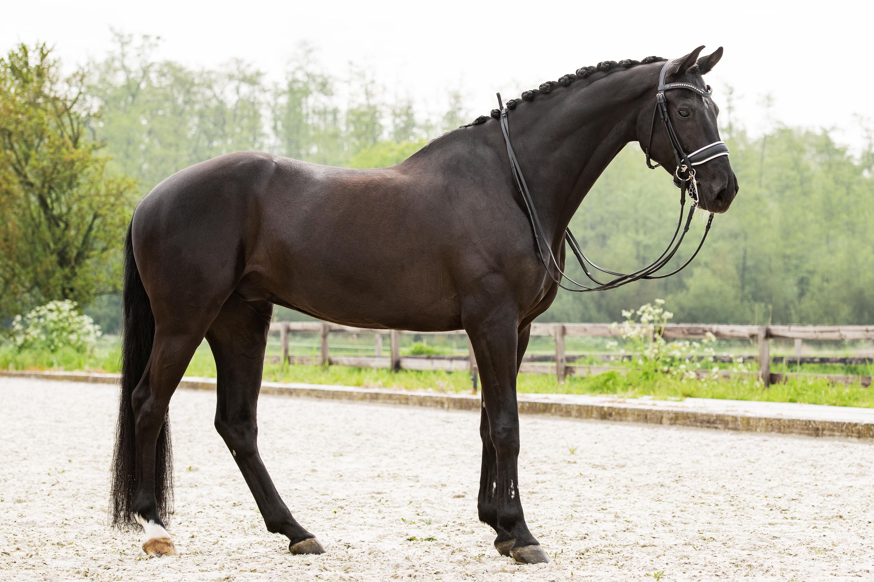 KWPN dressuurpaard ruin 12 years old zwart for sale - Photo 3
