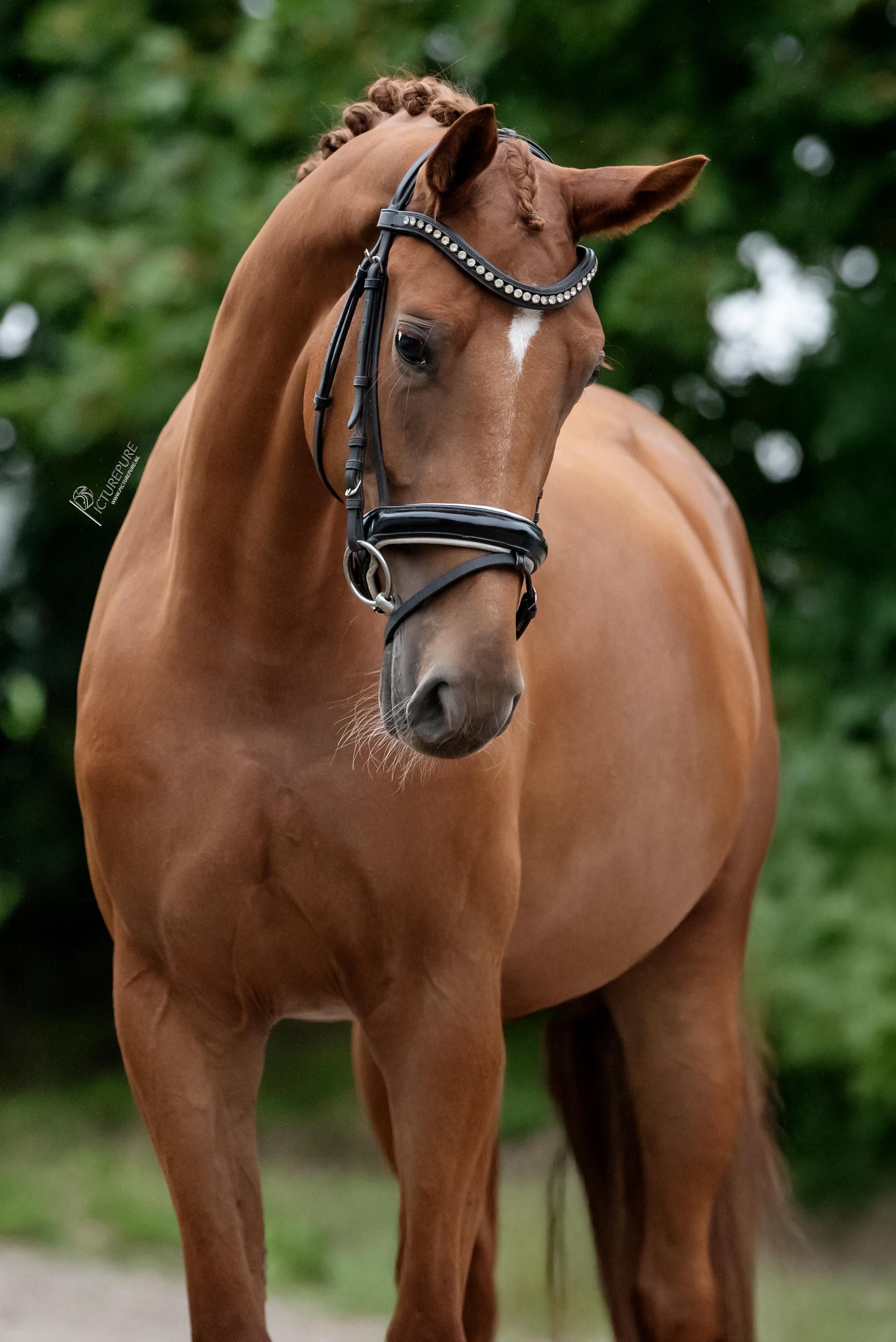 kwpn dressuurpaard merrie 3 jaar vos te koop - Foto 5