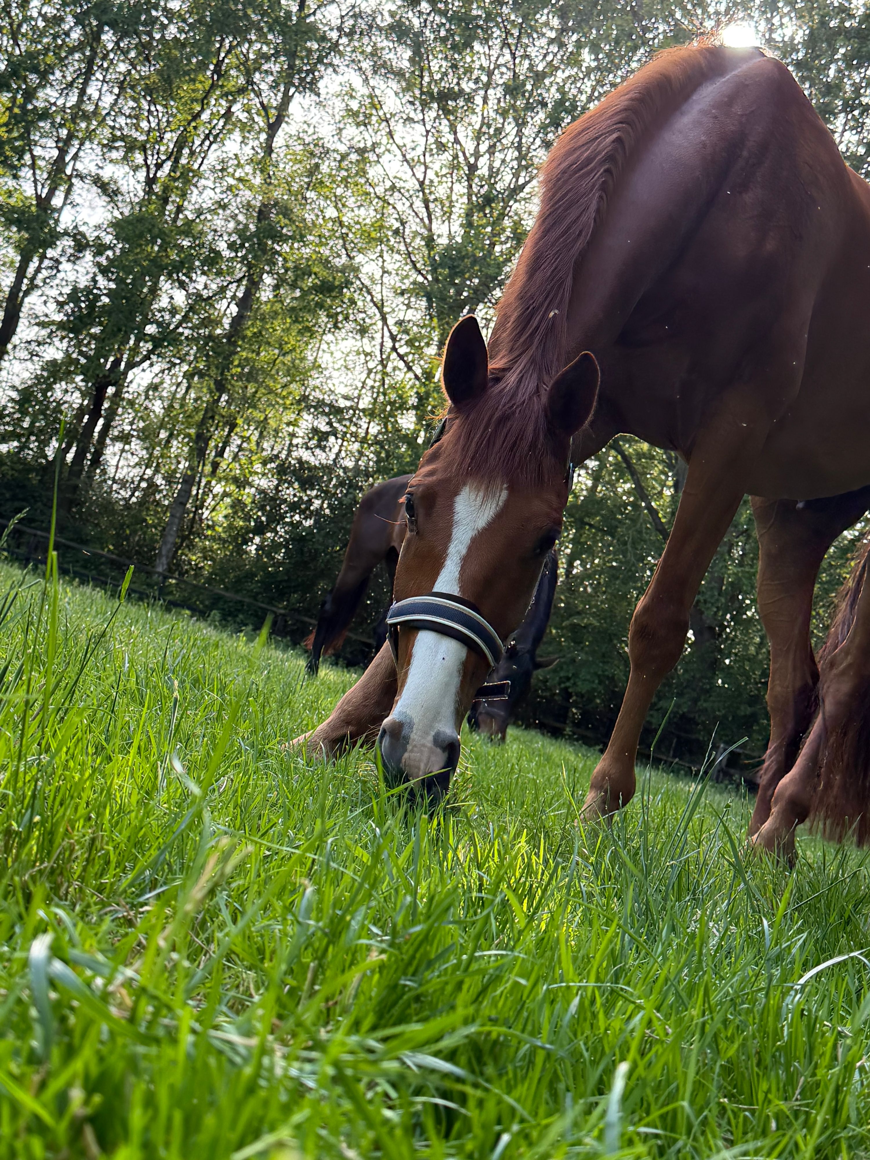 Handsome 6-year-old gelding