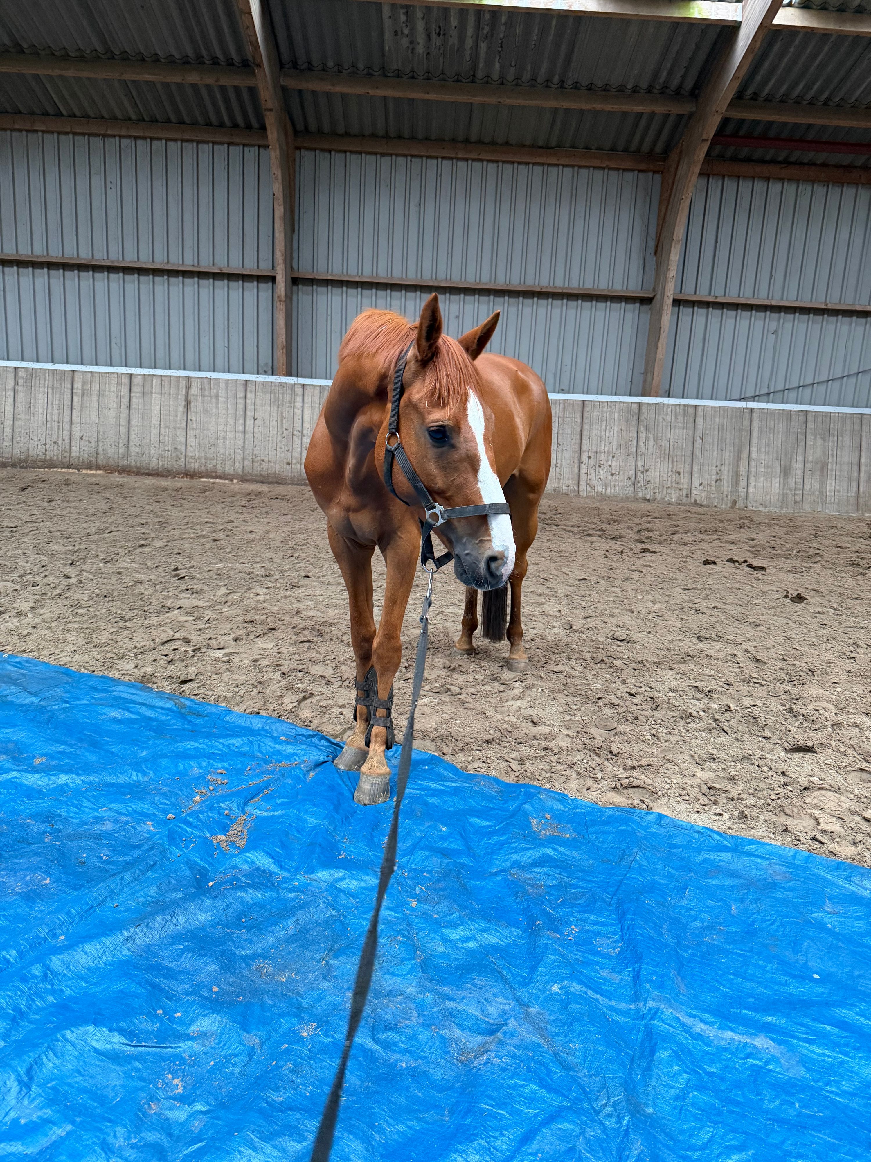kwpn dressuurpaard ruin 6 years old vos for sale - Photo 4