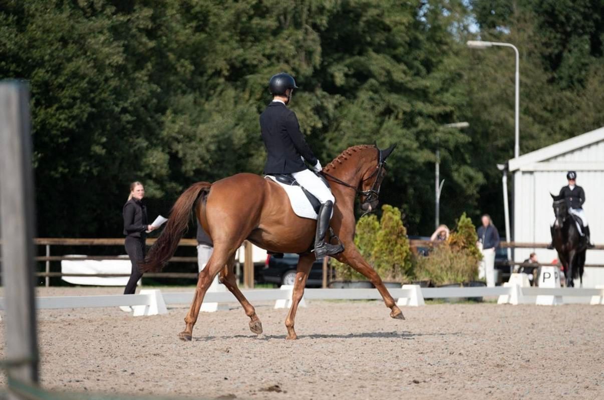 kwpn dressuurpaard ruin 6 years old vos for sale - Photo 2