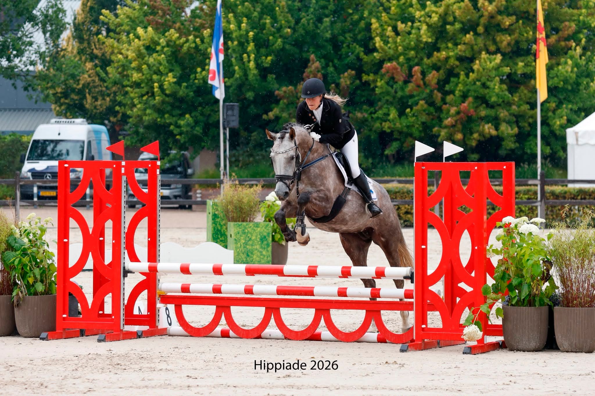 4-year-old talented showjumping mare