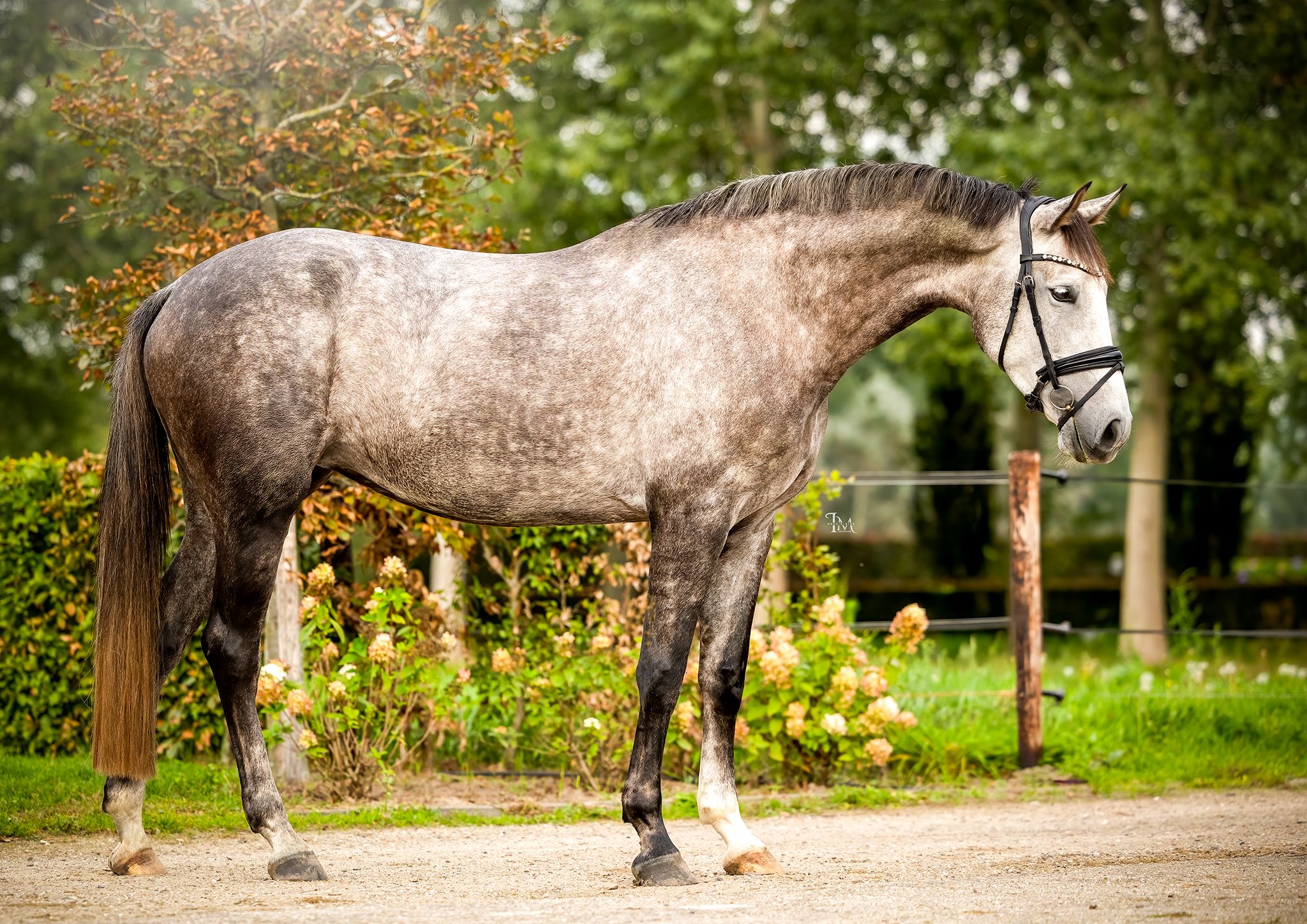 anglo-europees springpaard merrie 4 years old schimmel for sale - Photo 4