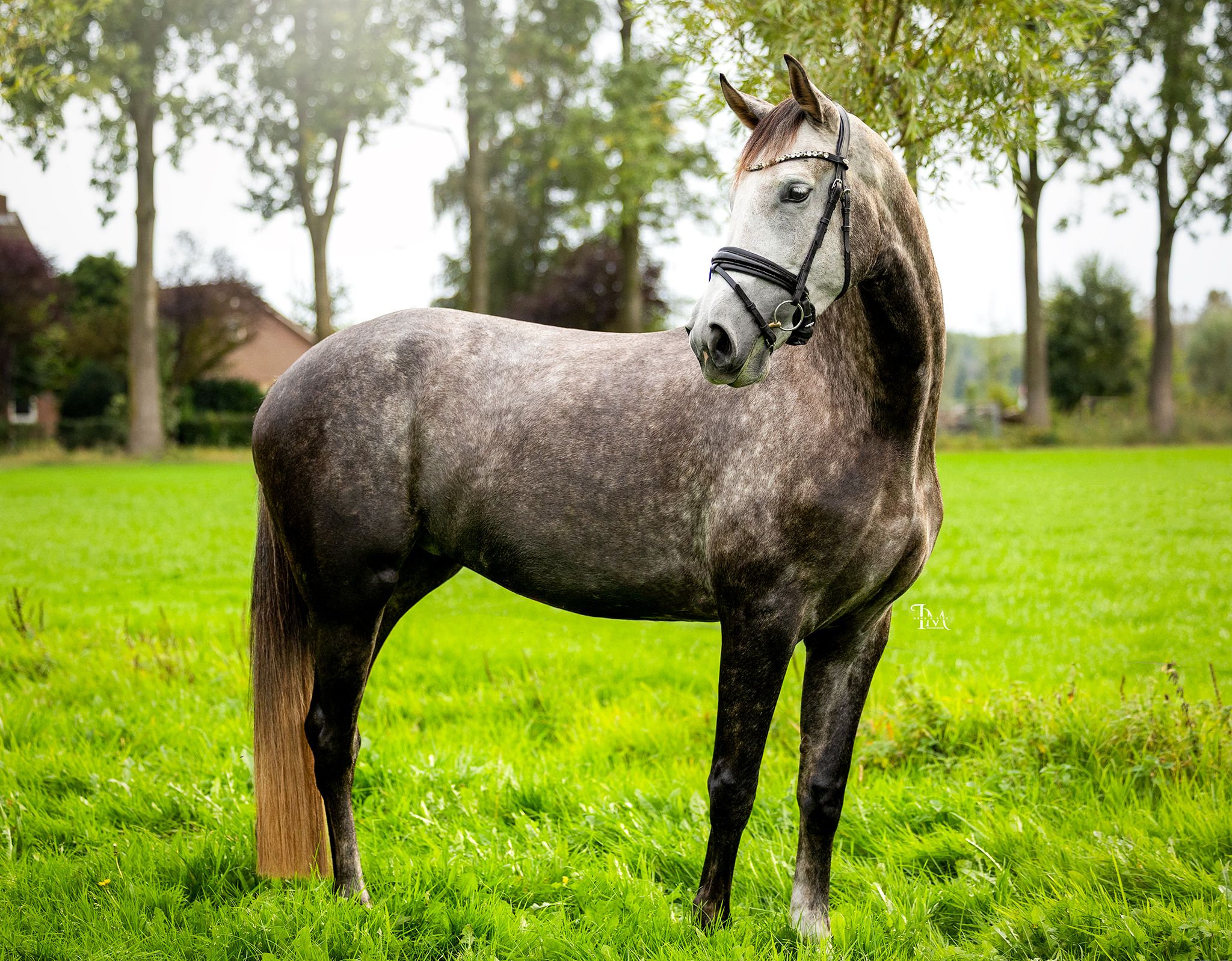 anglo-europees springpaard merrie 4 years old schimmel for sale - Photo 2