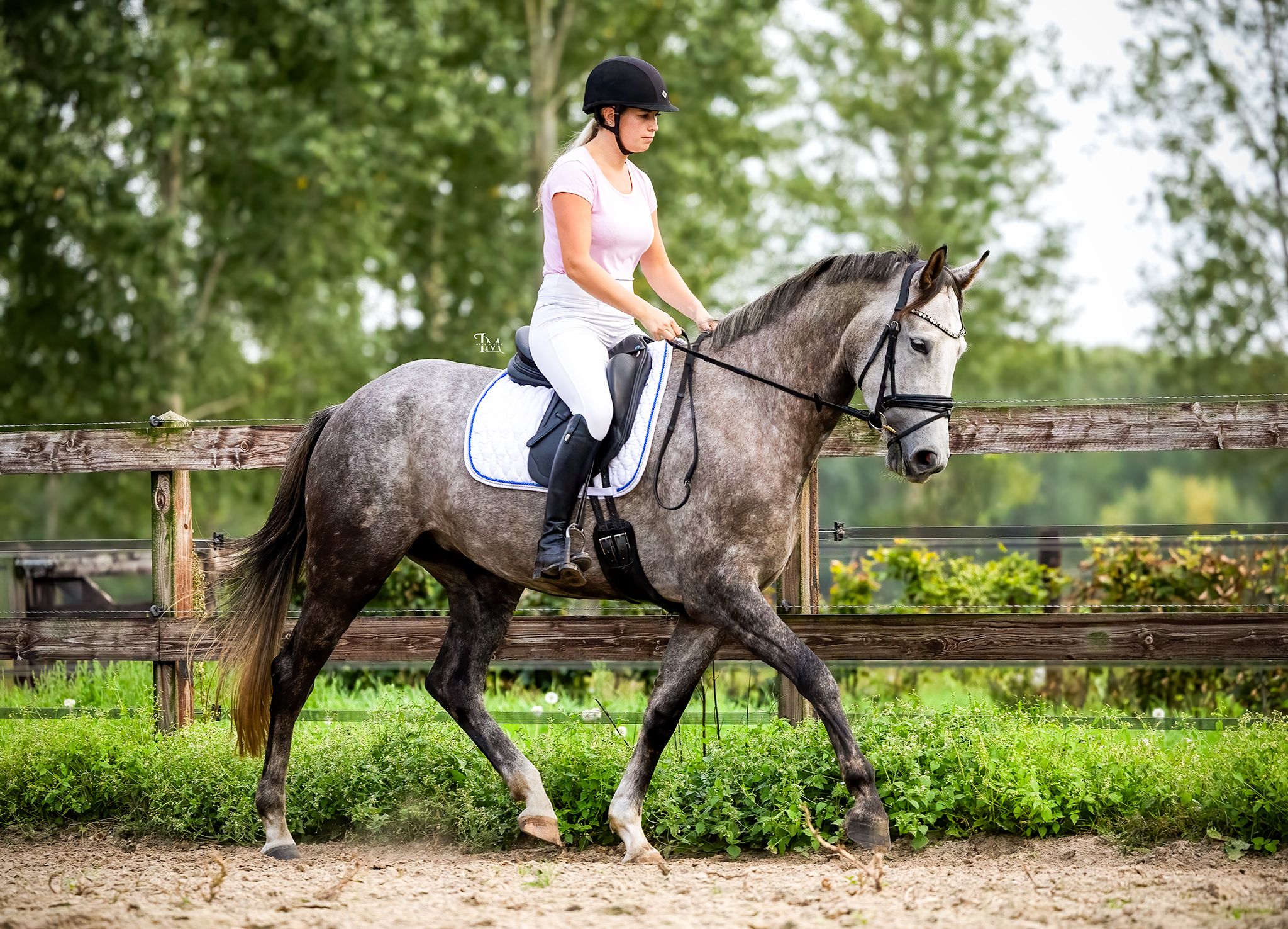 anglo-europees springpaard merrie 4 years old schimmel for sale - Photo 6