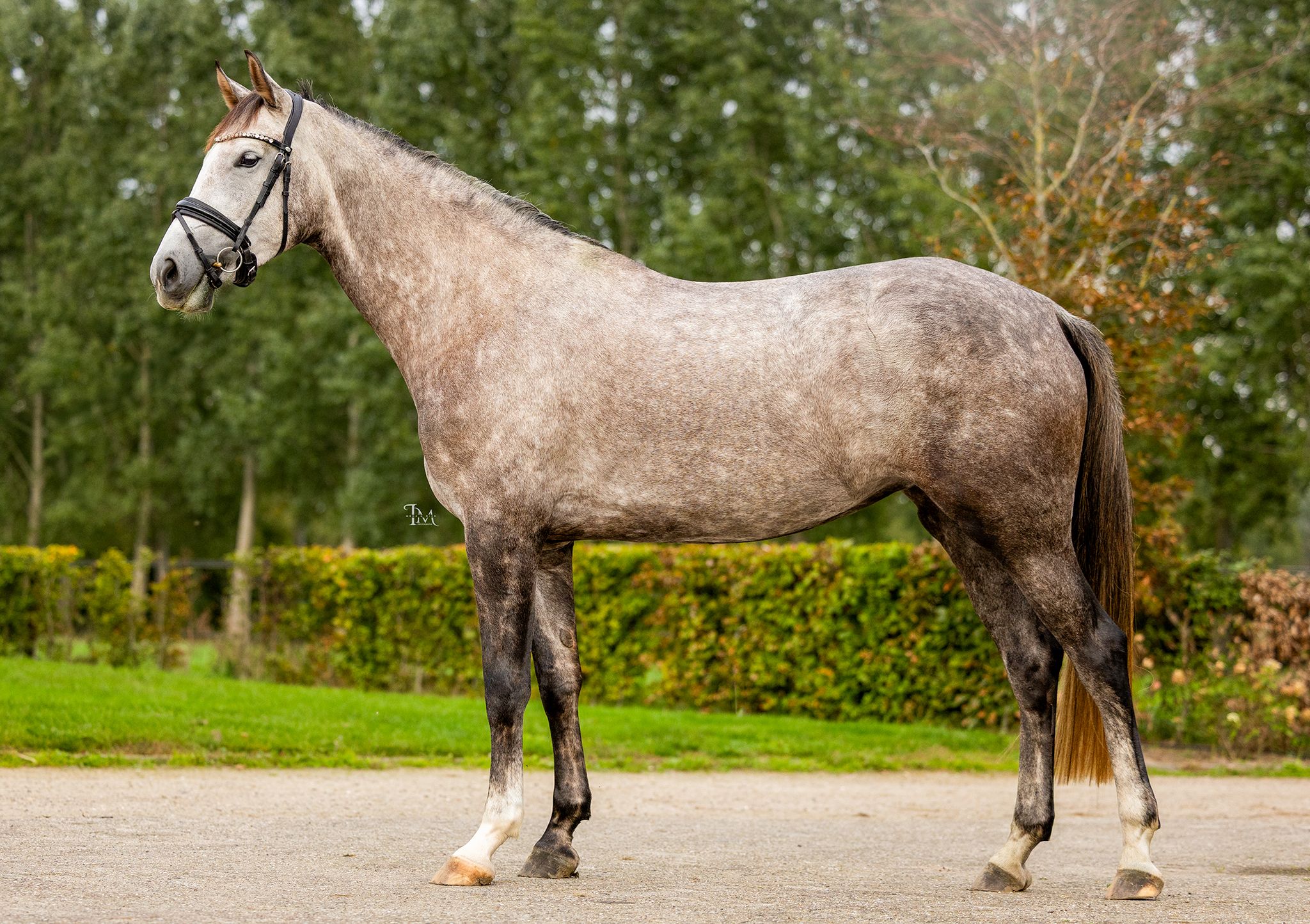 anglo-europees springpaard merrie 4 years old schimmel for sale - Photo 5