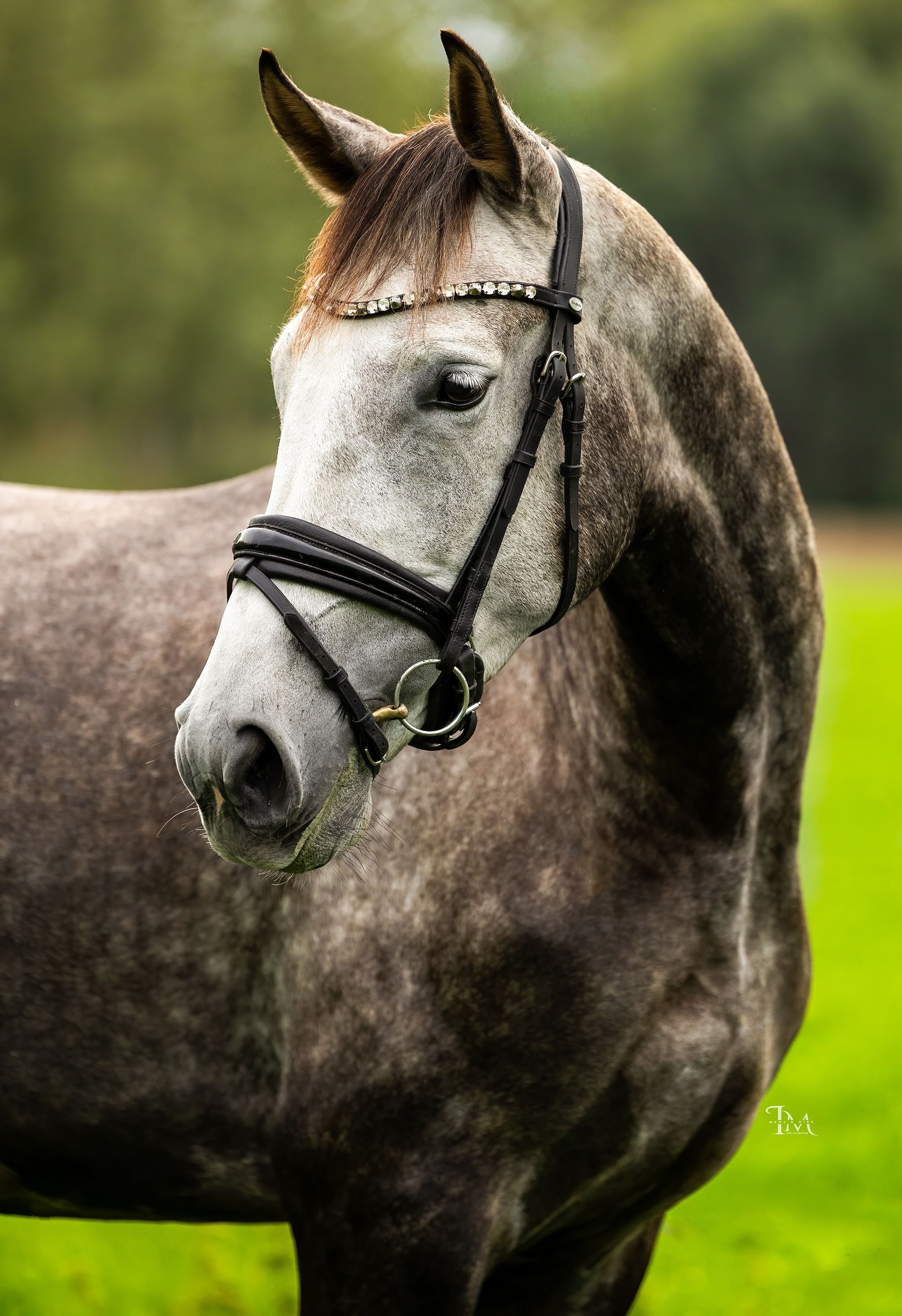 anglo-europees springpaard merrie 4 years old schimmel for sale - Photo 3