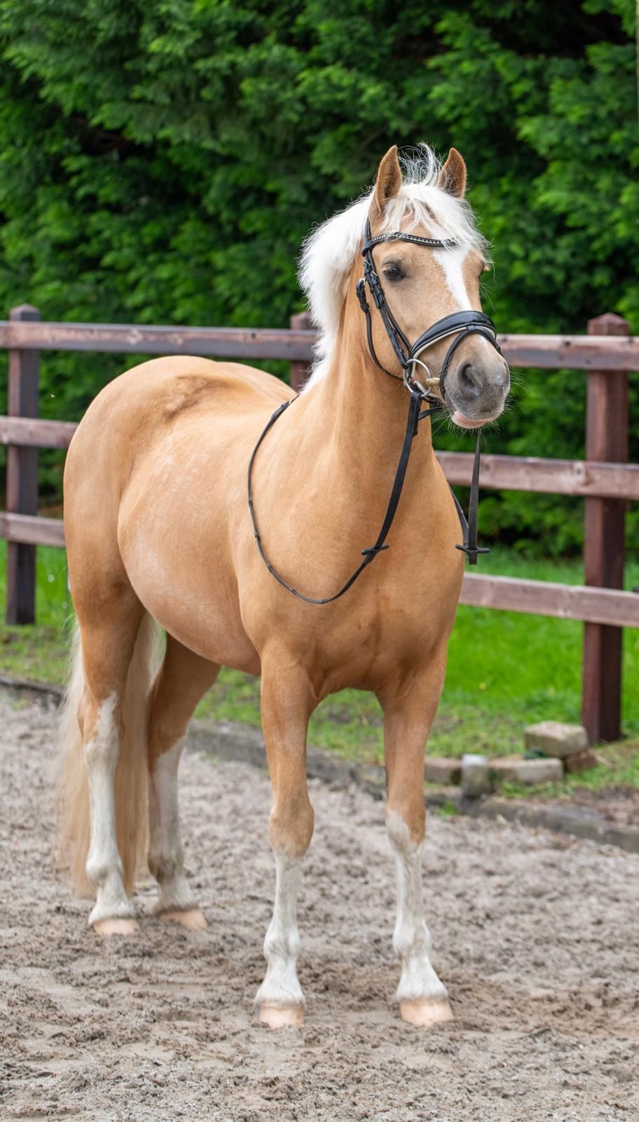 welsh-cob dressuurpony merrie 11 years old palomino for sale - Photo 2