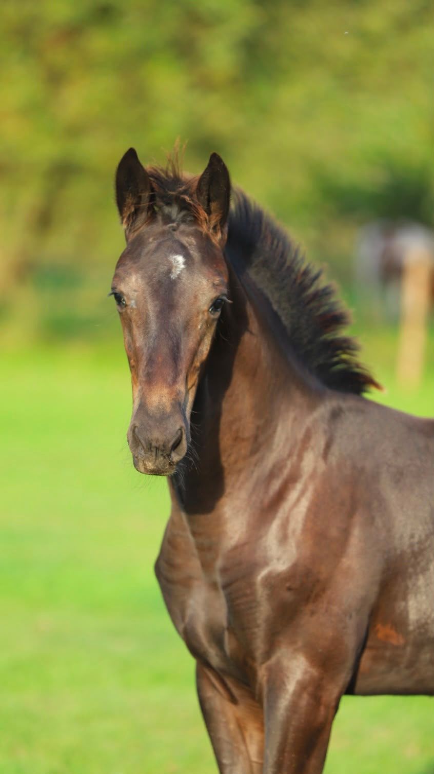 kwpn dressuurpaard hengst 0 years old zwart for sale - Photo 5