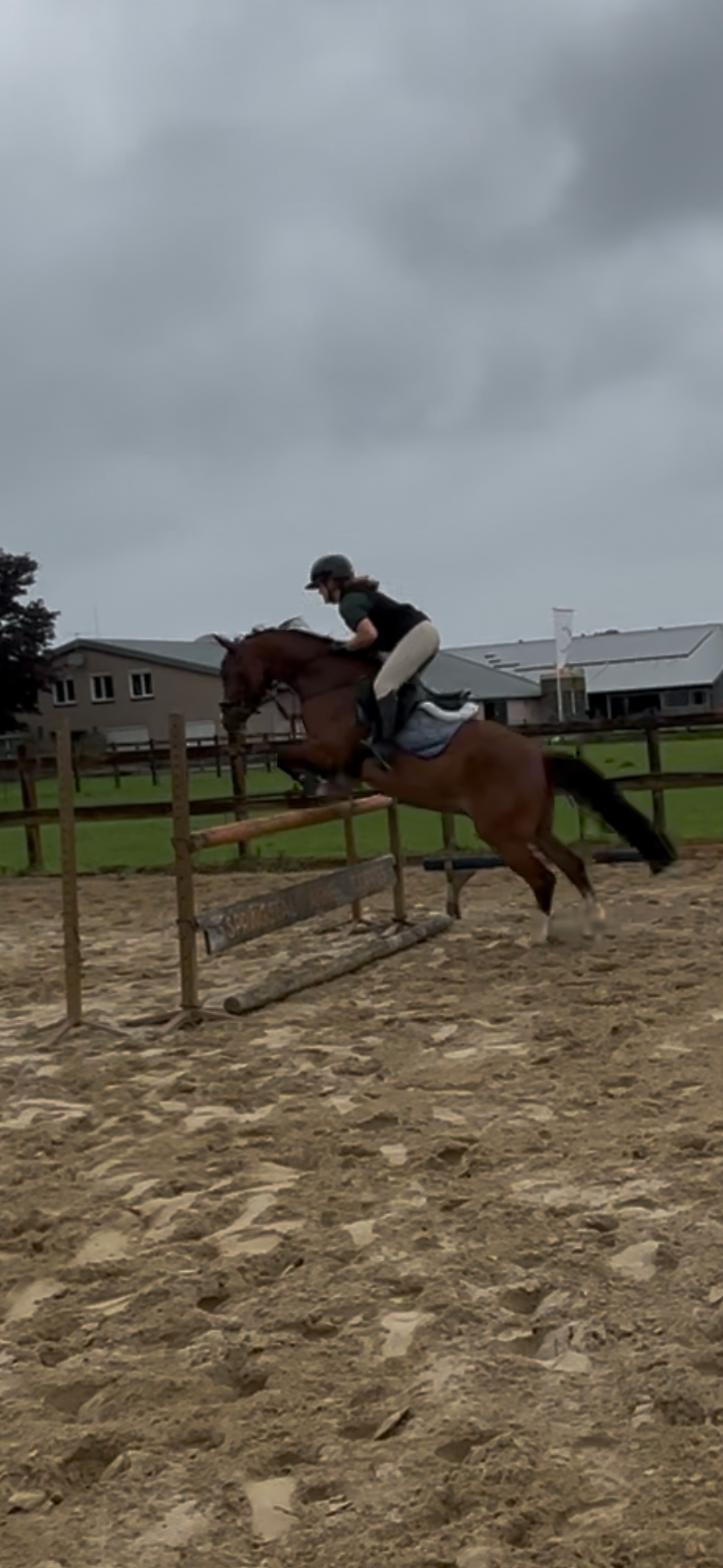 nrps allround-pony ruin 5 years old bruin for sale - Photo 2