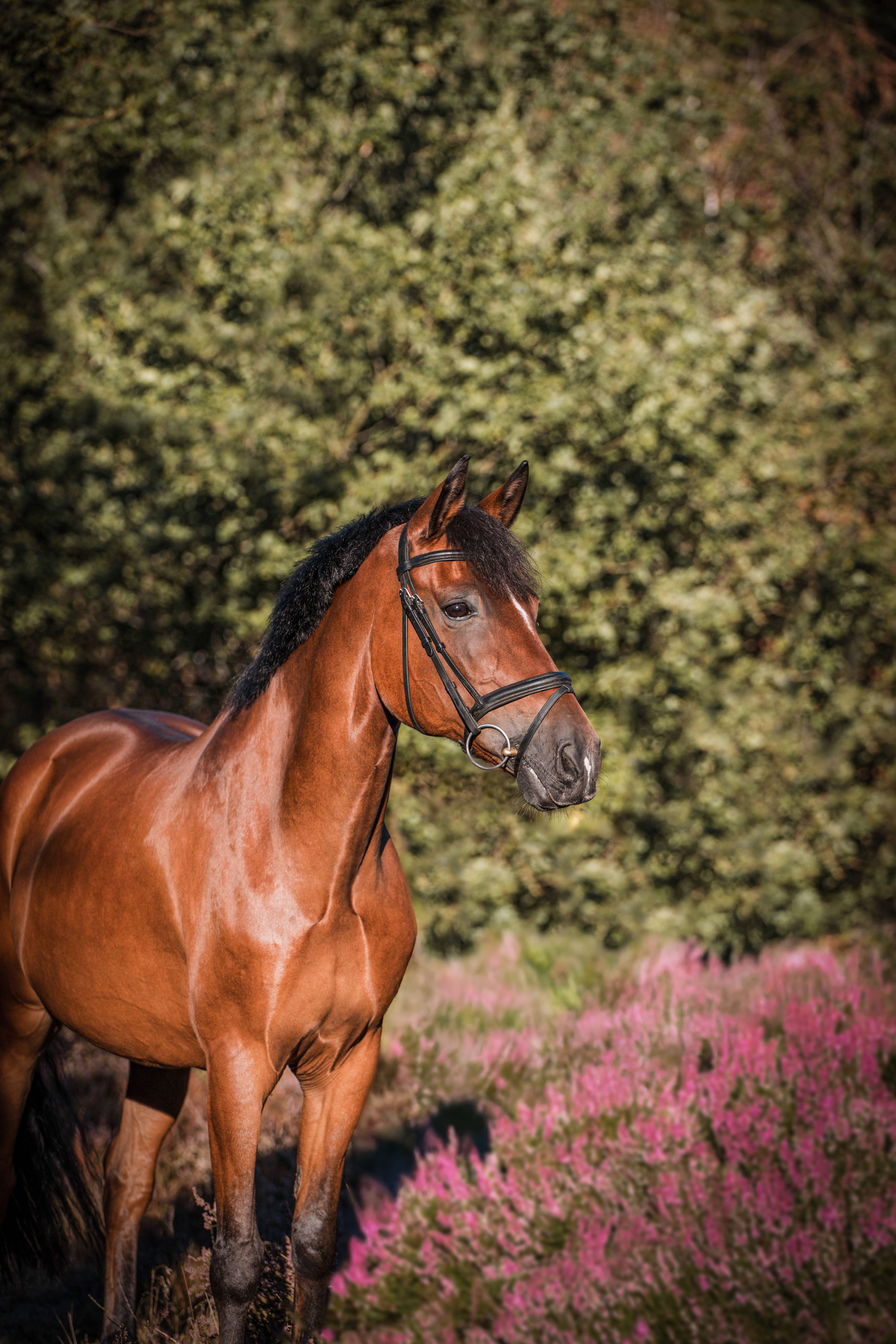 Once in a lifetime pony söker sitt drömhem