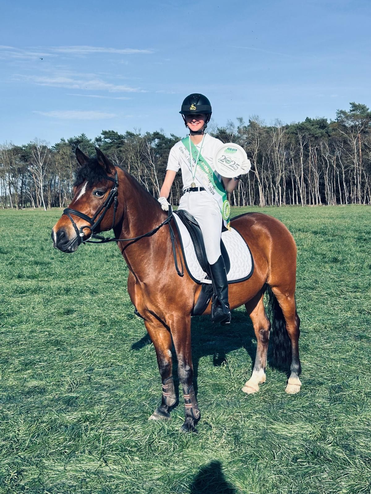 bwp dressuurpony ruin 17 years old bruin for sale - Photo 2