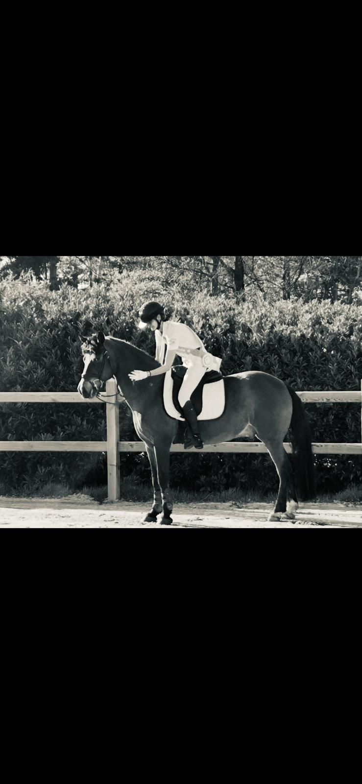 bwp dressuurpony ruin 17 years old bruin for sale - Photo 3