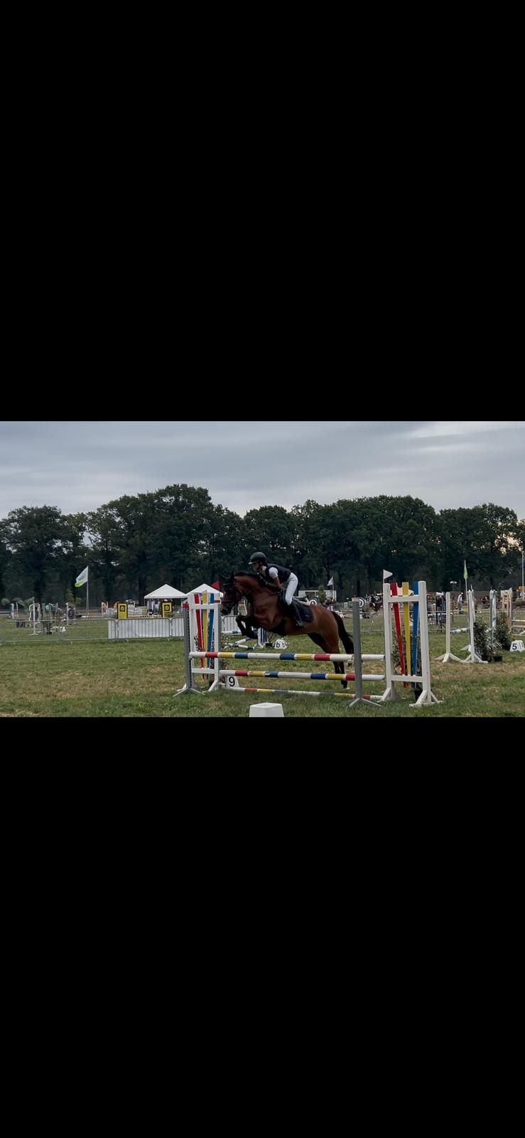 bwp dressuurpony ruin 17 years old bruin for sale - Photo 5