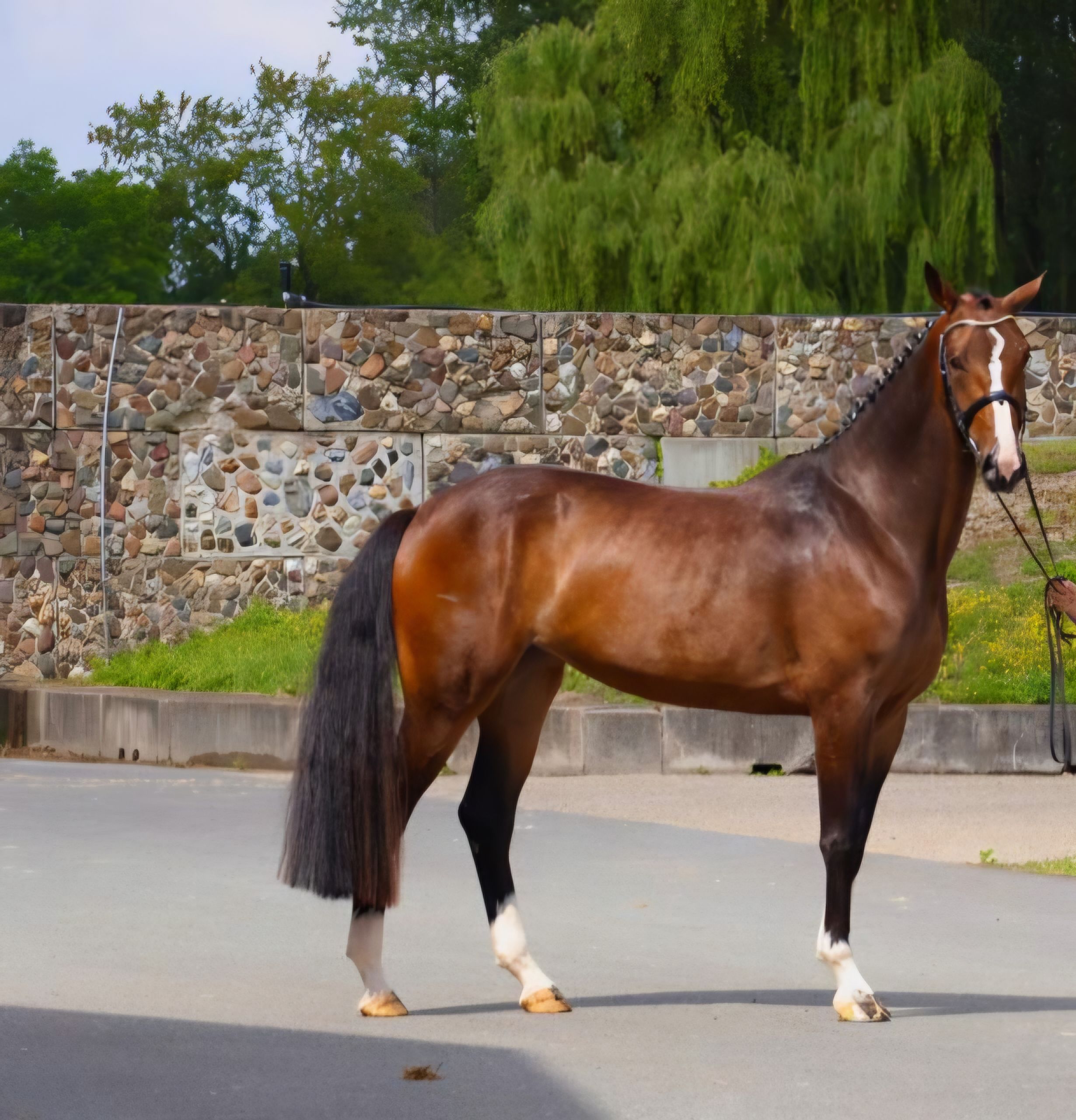 kwpn dressuurpaard merrie 7 years old bruin for sale - Photo 4