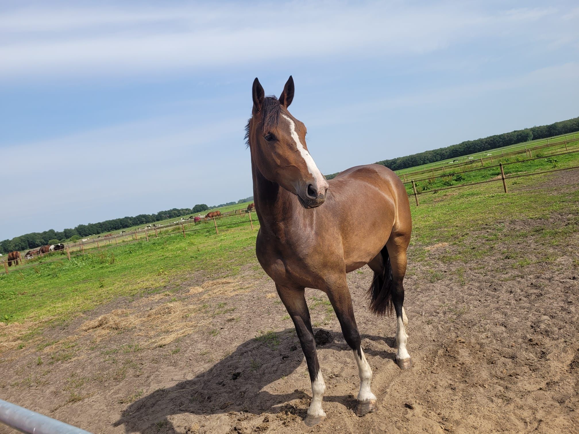 kwpn dressuurpaard merrie 7 years old bruin for sale - Photo 2
